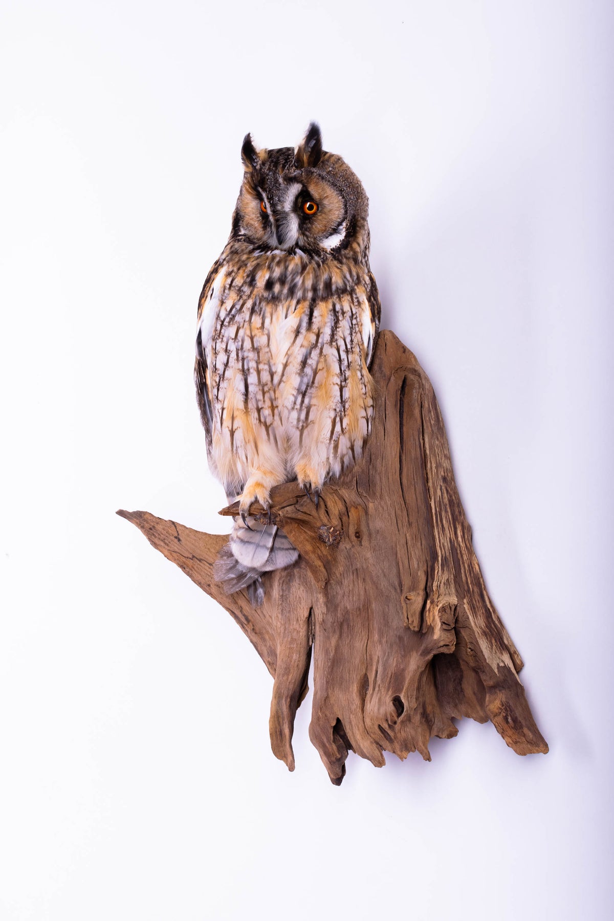 Taxidermy Owl Wall Mount