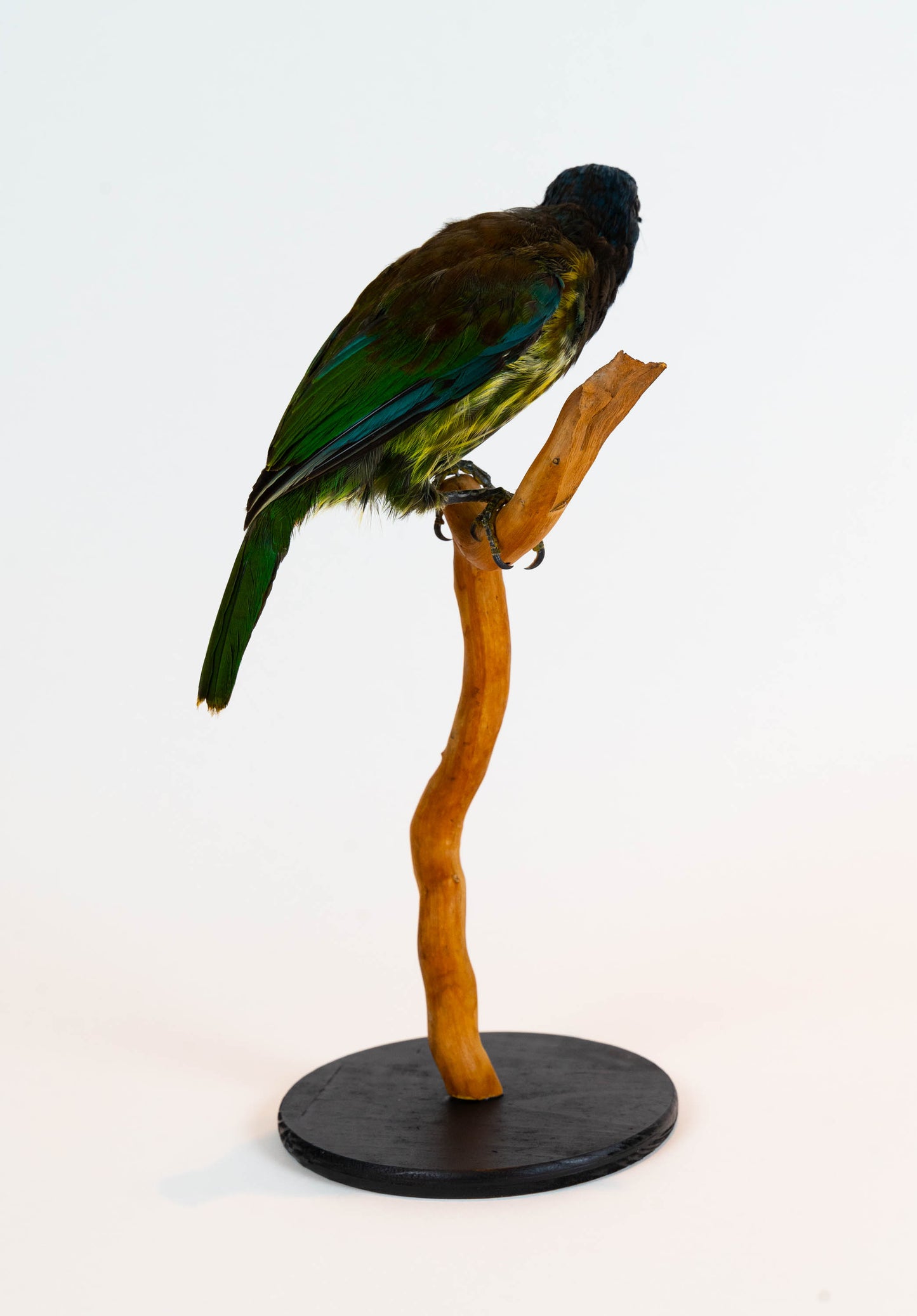 Great Barbet Taxidermy Stand Mount For Sale