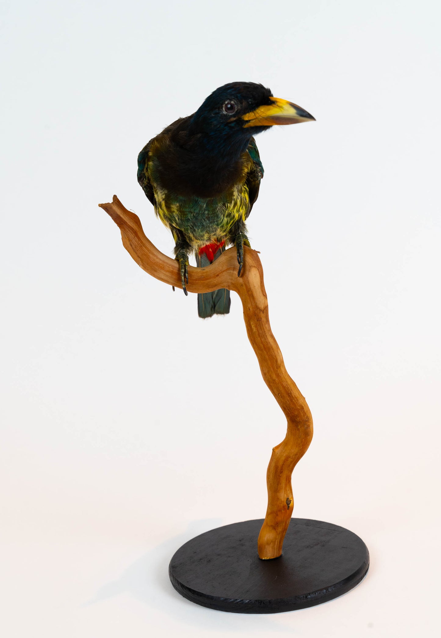 Great Barbet Taxidermy Stand Mount For Sale