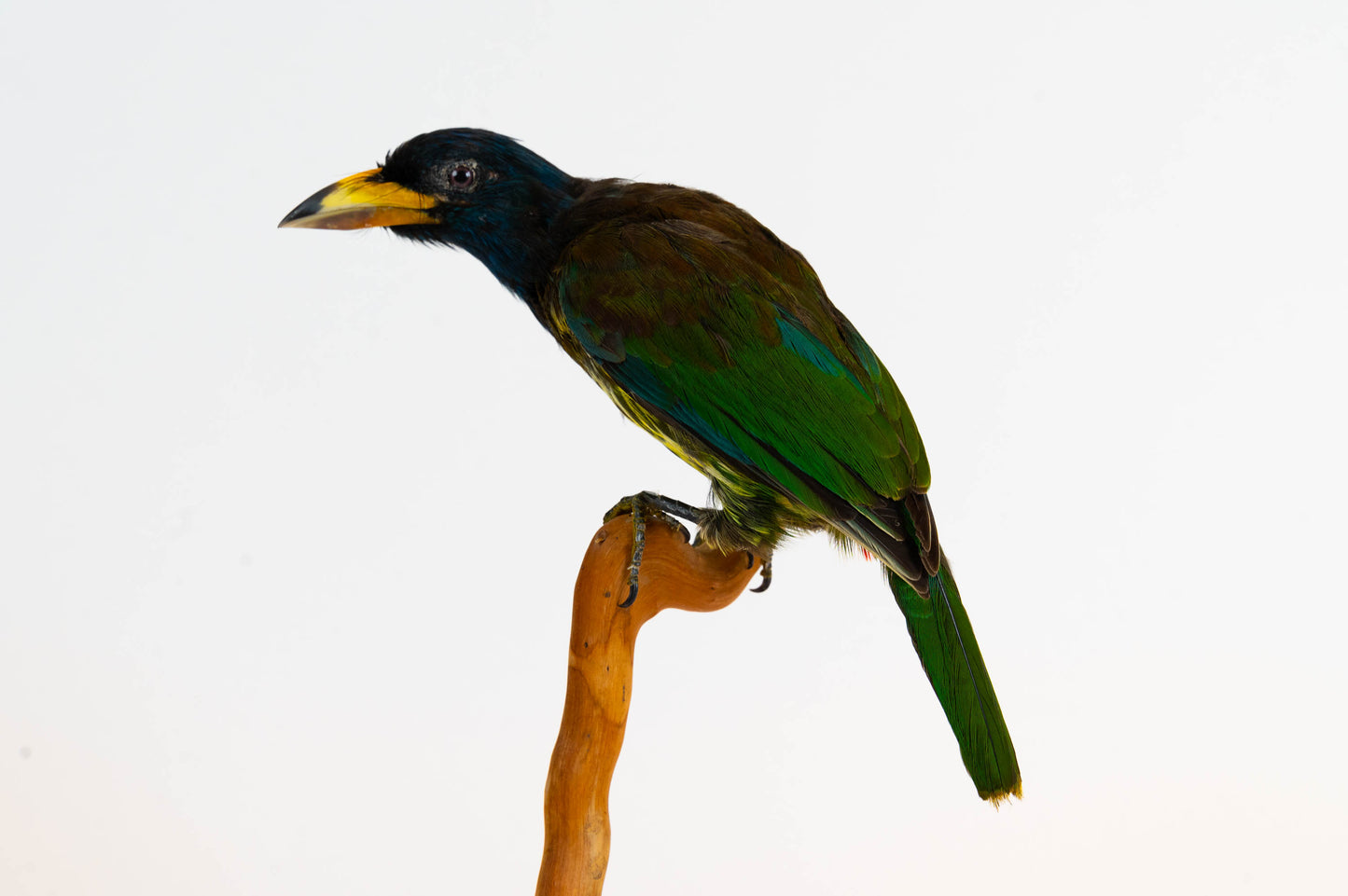 Great Barbet Taxidermy Stand Mount For Sale