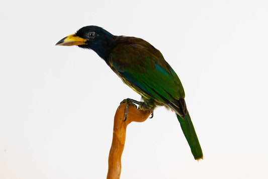 Great Barbet Taxidermy Stand Mount For Sale