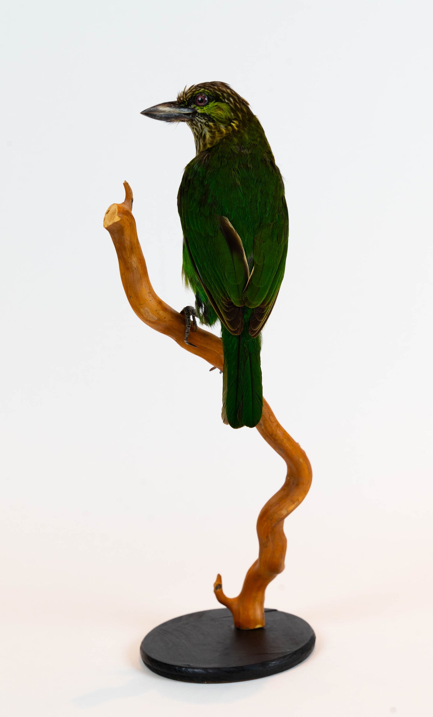 Green-eared Barbet Taxidermy Stand Mount For Sale