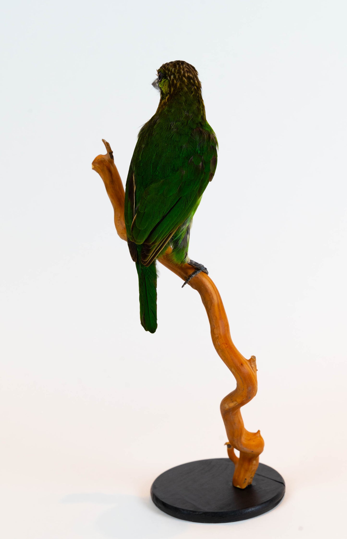 Green-eared Barbet Taxidermy Stand Mount For Sale