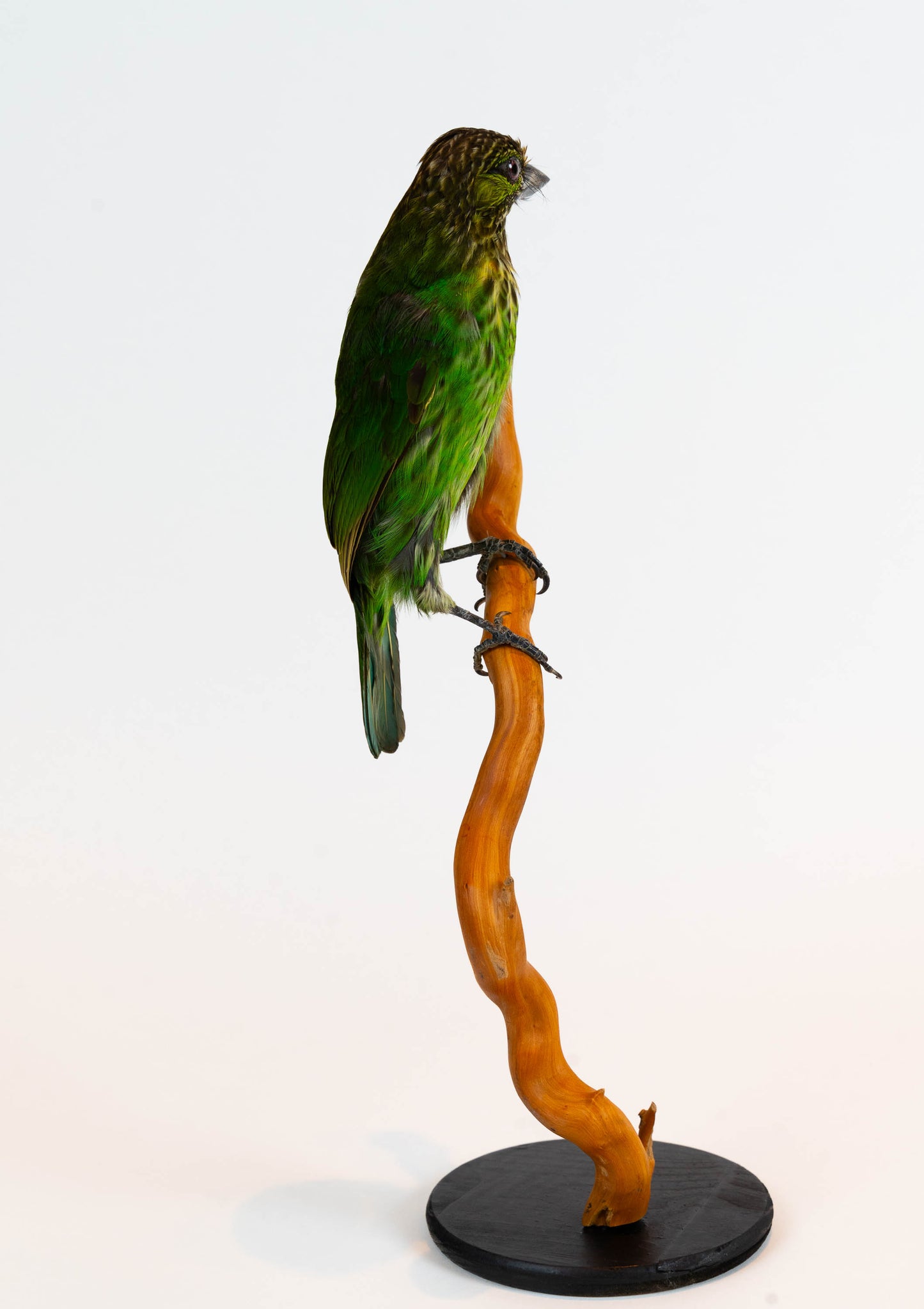 Green-eared Barbet Taxidermy Stand Mount For Sale