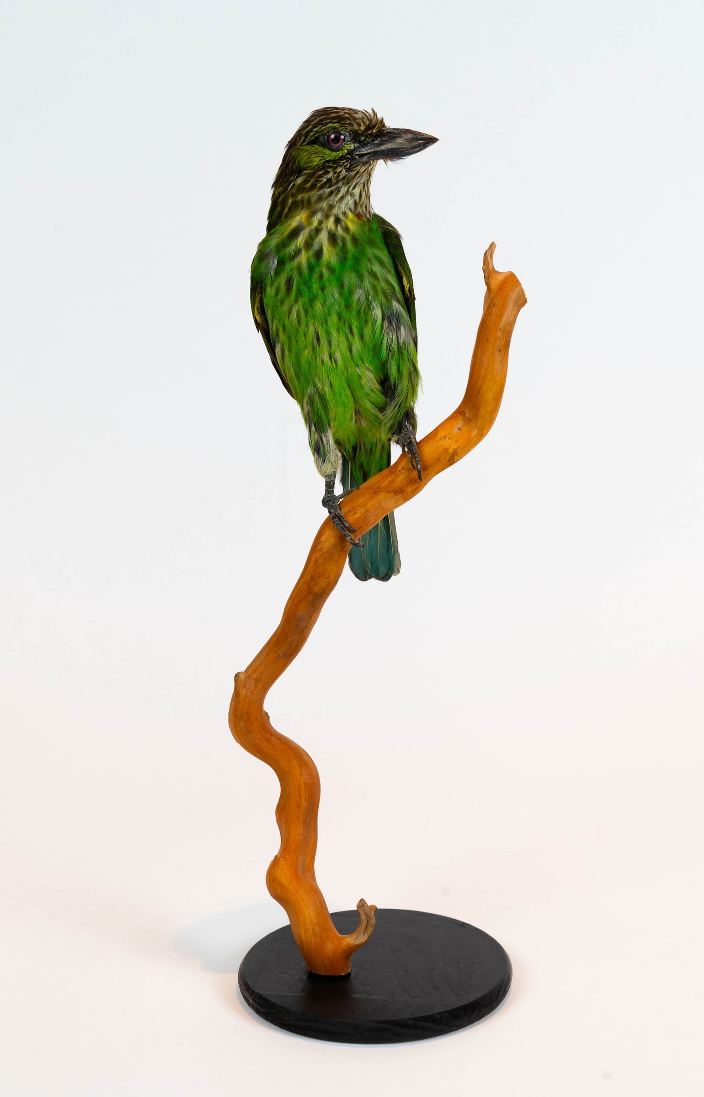 Green-eared Barbet Taxidermy Stand Mount For Sale