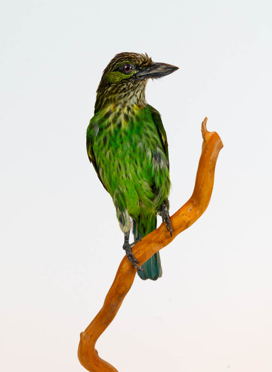 Green-eared Barbet Taxidermy Stand Mount For Sale