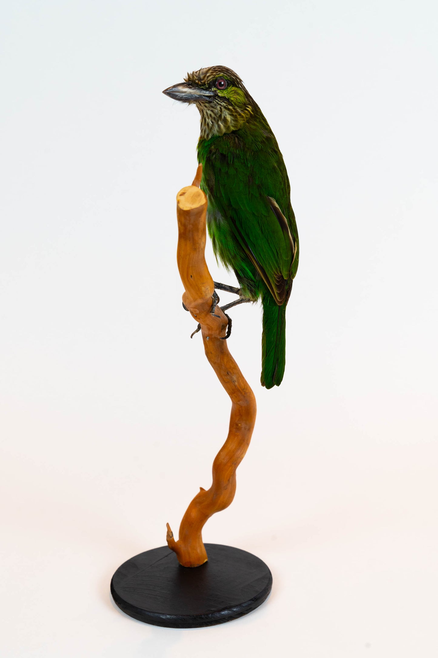 Green-eared Barbet Taxidermy Stand Mount For Sale