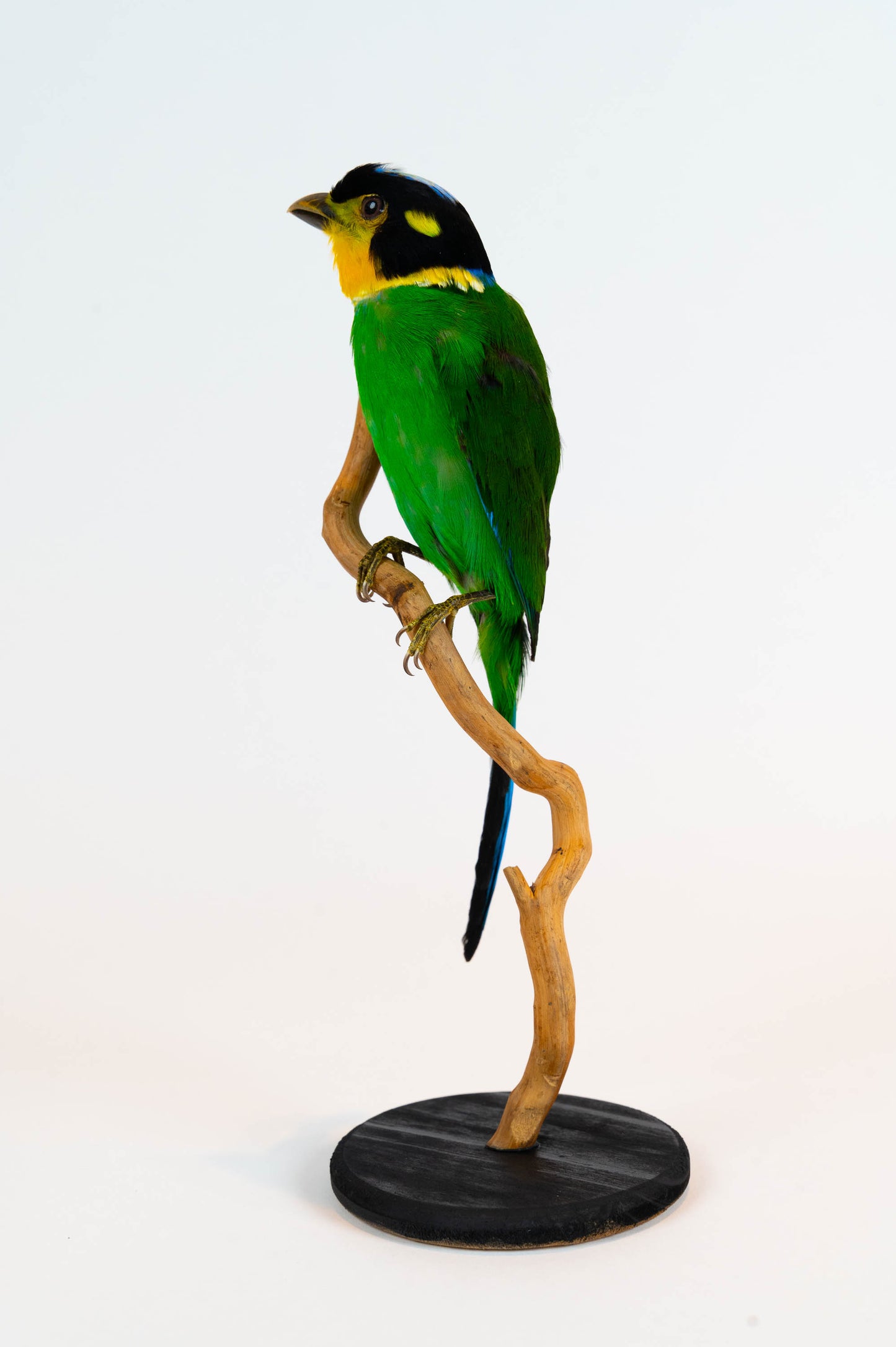 Long-tailed Broadbill Taxidermy Stand Mount For Sale