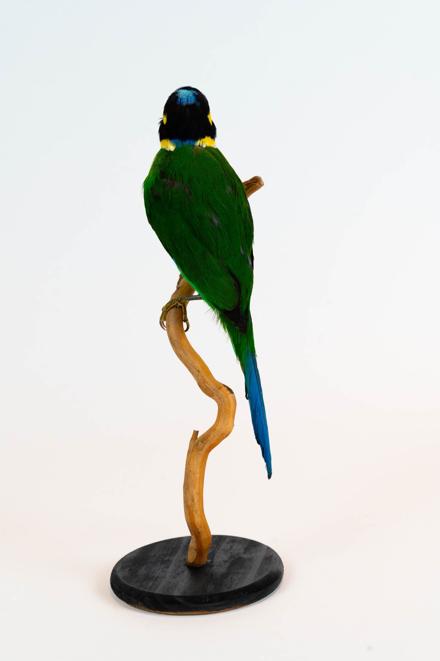 Long-tailed Broadbill Taxidermy Stand Mount For Sale