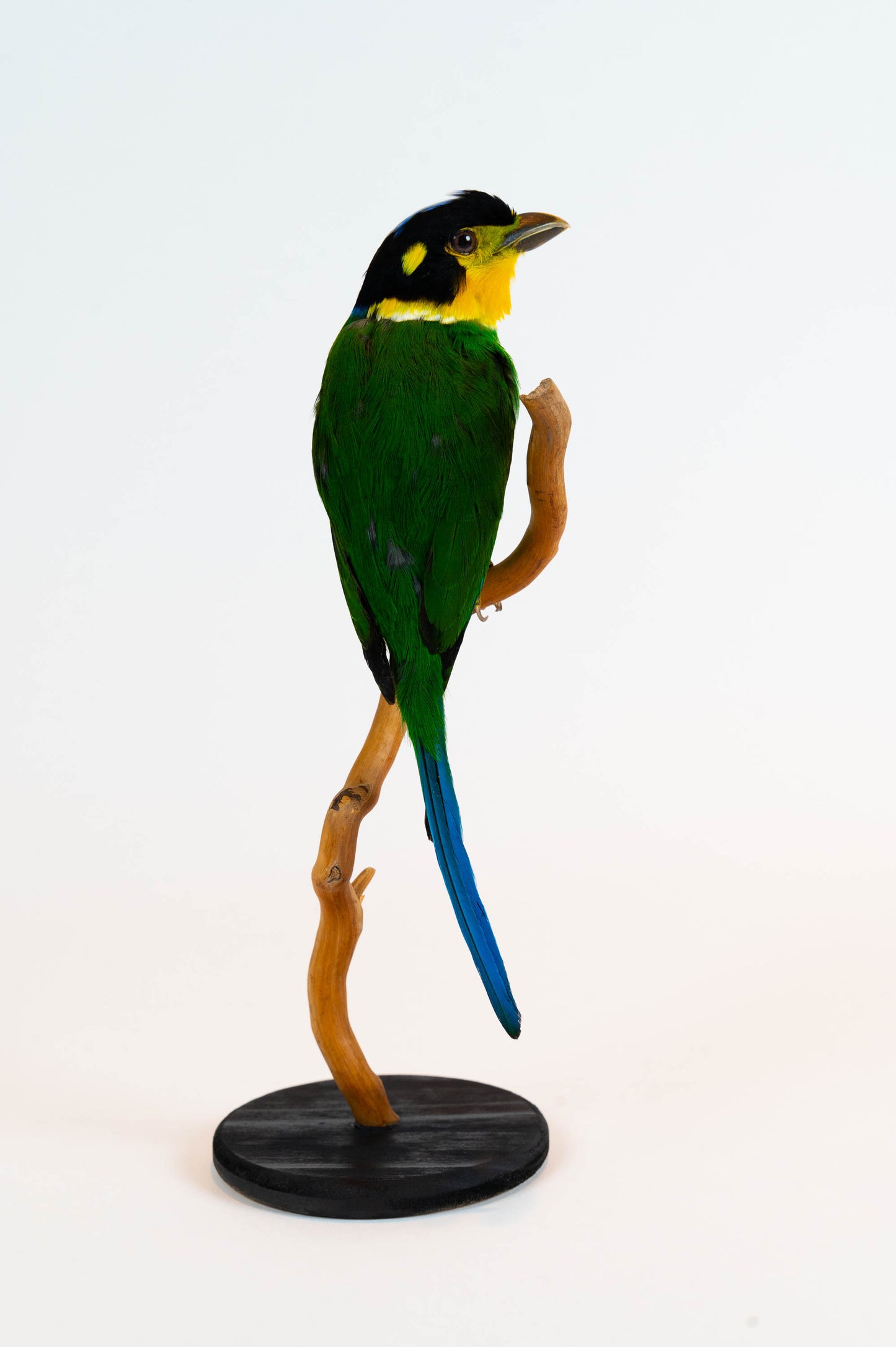Long-tailed Broadbill Taxidermy Stand Mount For Sale