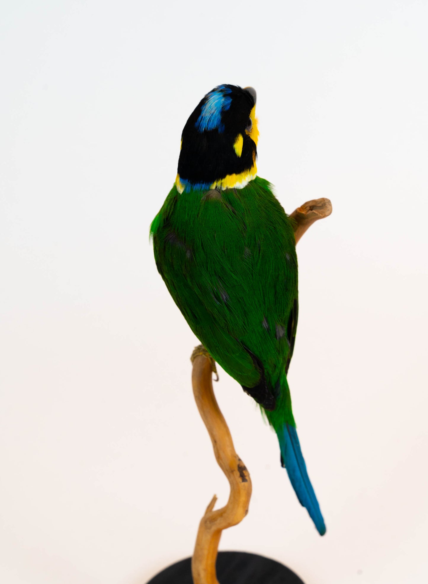 Long-tailed Broadbill Taxidermy Stand Mount For Sale