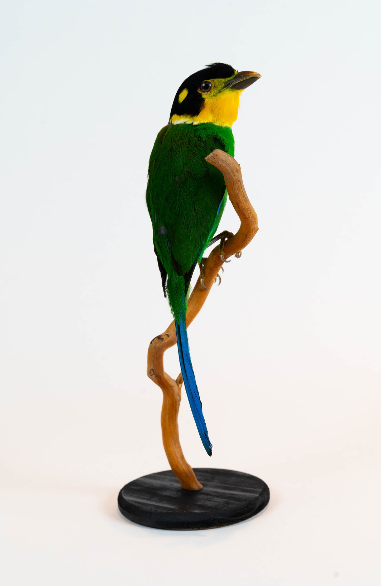 Long-tailed Broadbill Taxidermy Stand Mount For Sale