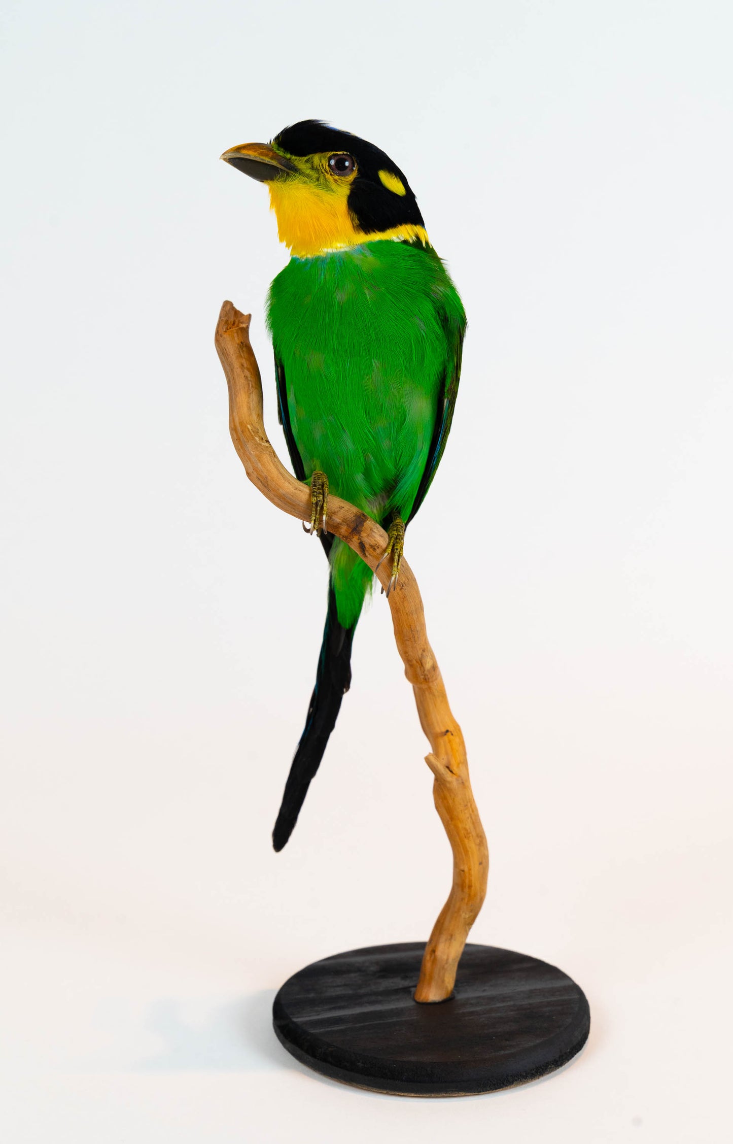 Long-tailed Broadbill Taxidermy Stand Mount For Sale