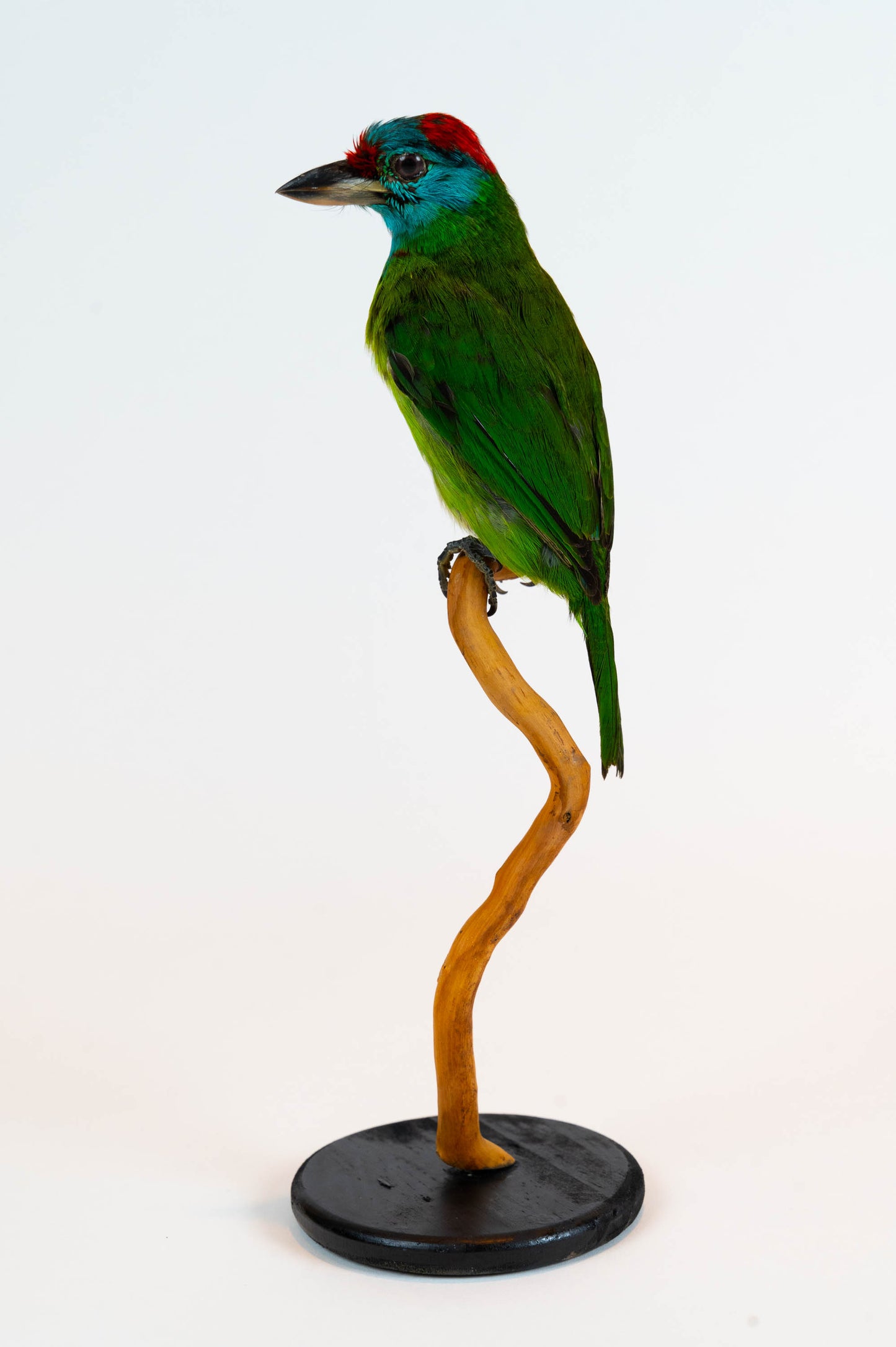 Blue-throated Barbet Taxidermy Stand Mount For Sale