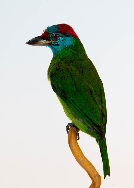 Blue-throated Barbet Taxidermy Stand Mount For Sale