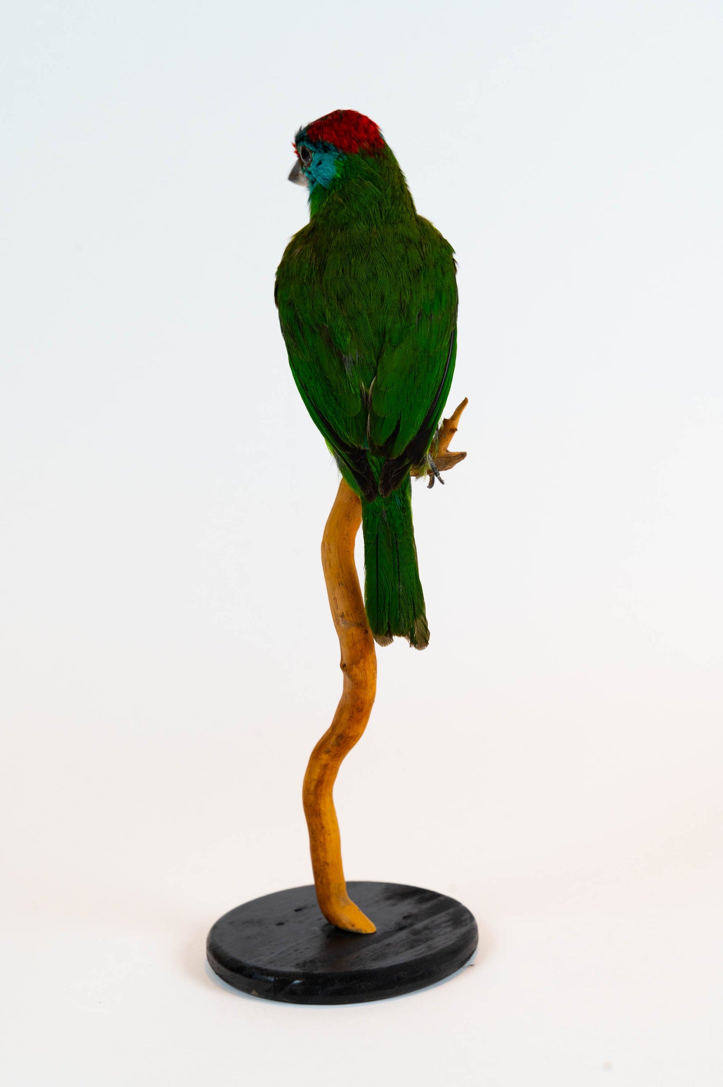 Blue-throated Barbet Taxidermy Stand Mount For Sale