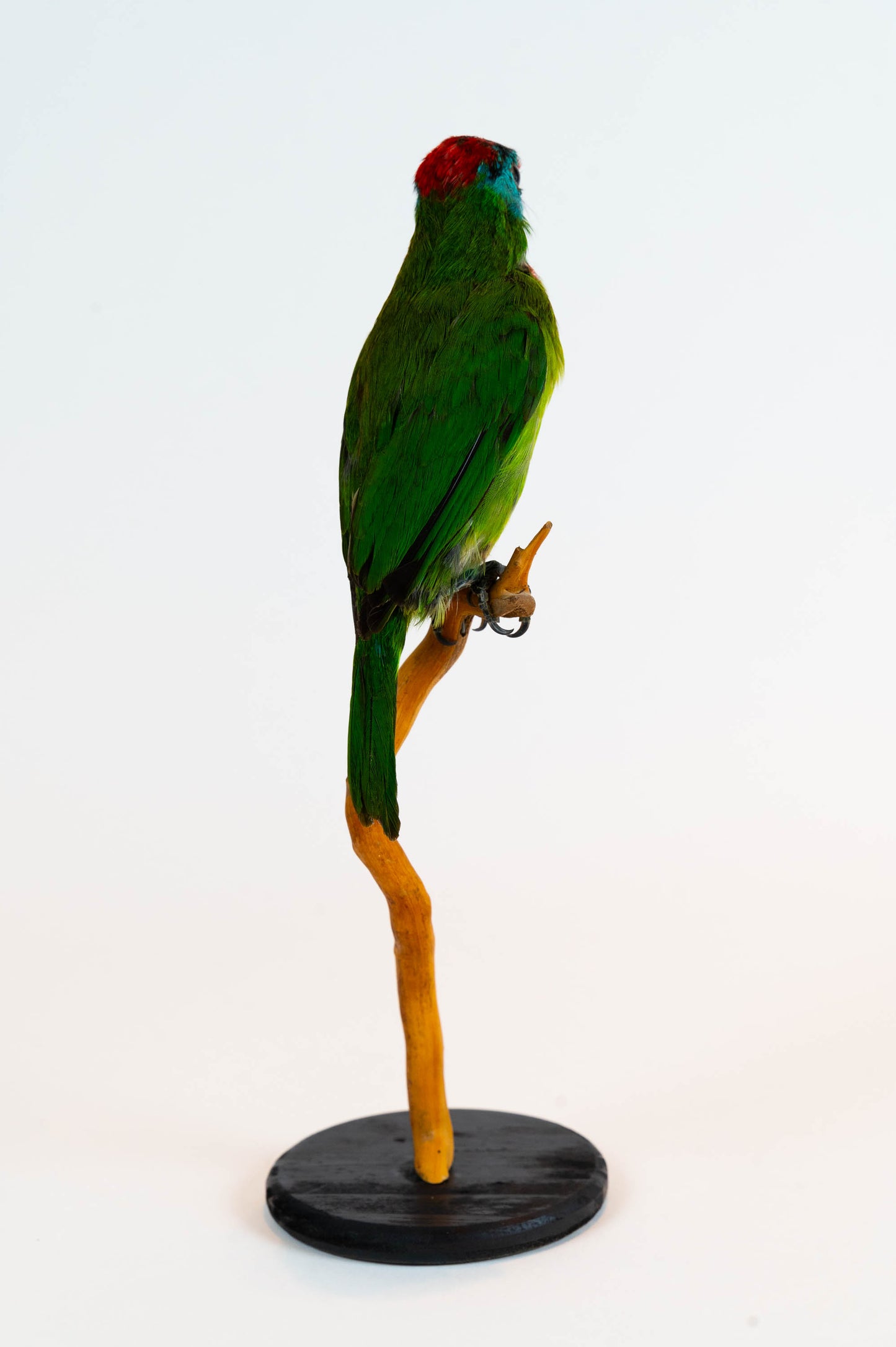 Blue-throated Barbet Taxidermy Stand Mount For Sale
