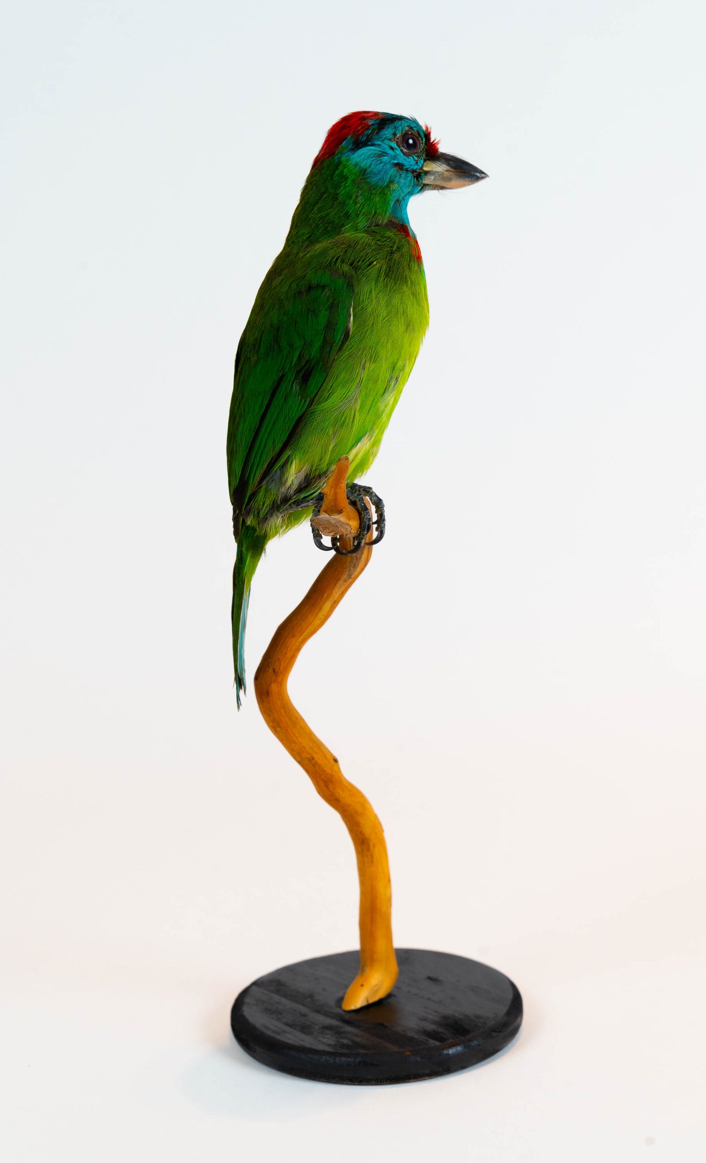 Blue-throated Barbet Taxidermy Stand Mount For Sale