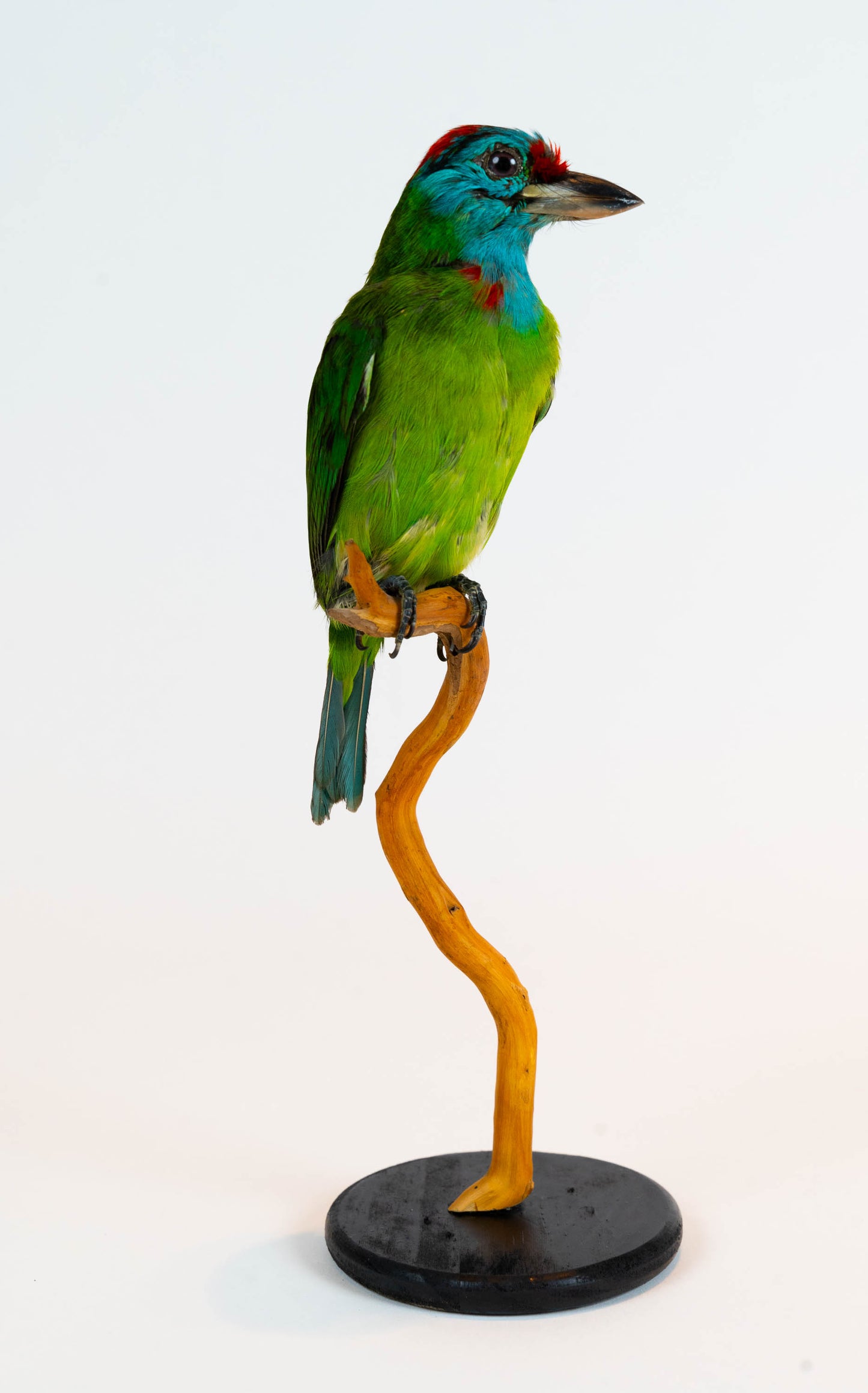 Blue-throated Barbet Taxidermy Stand Mount For Sale