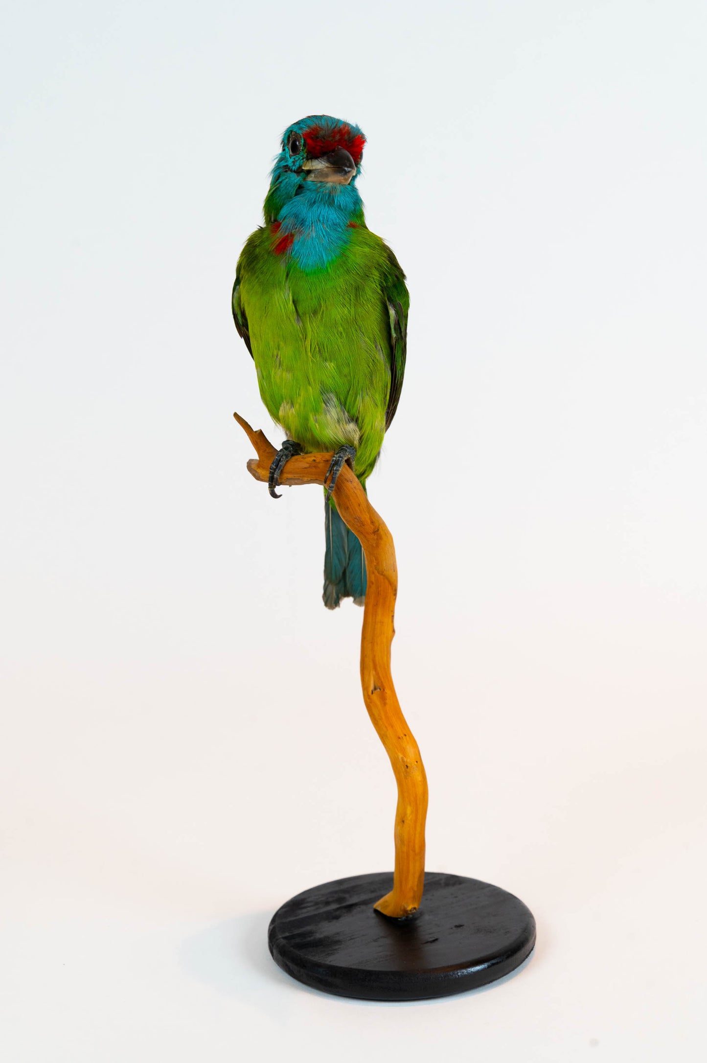 Blue-throated Barbet Taxidermy Stand Mount For Sale
