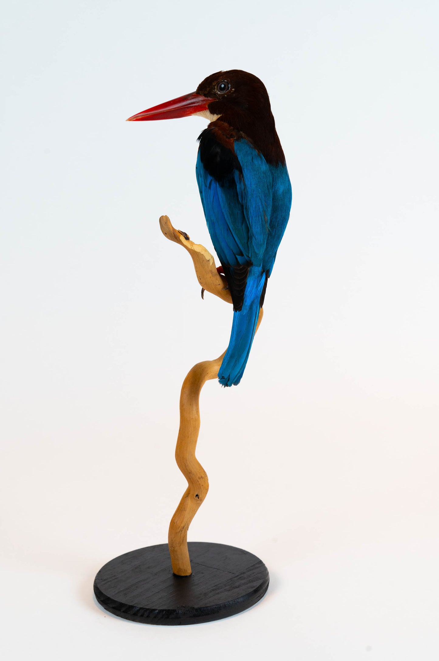 Kingfisher Taxidermy Stand Mount For Sale