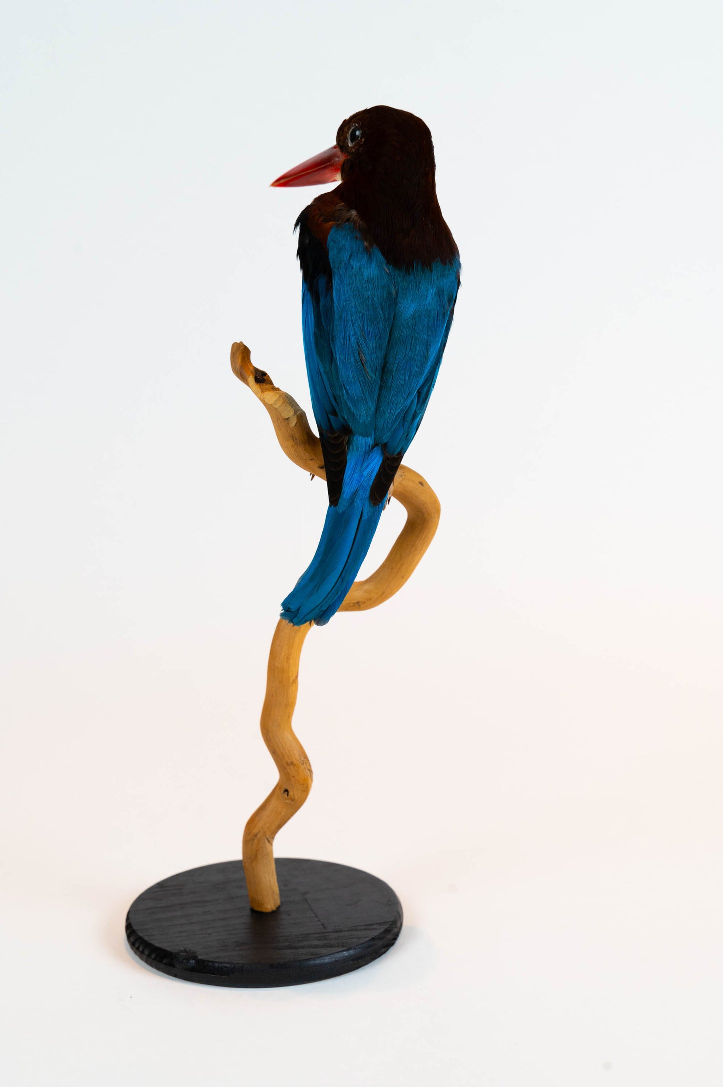Kingfisher Taxidermy Stand Mount For Sale