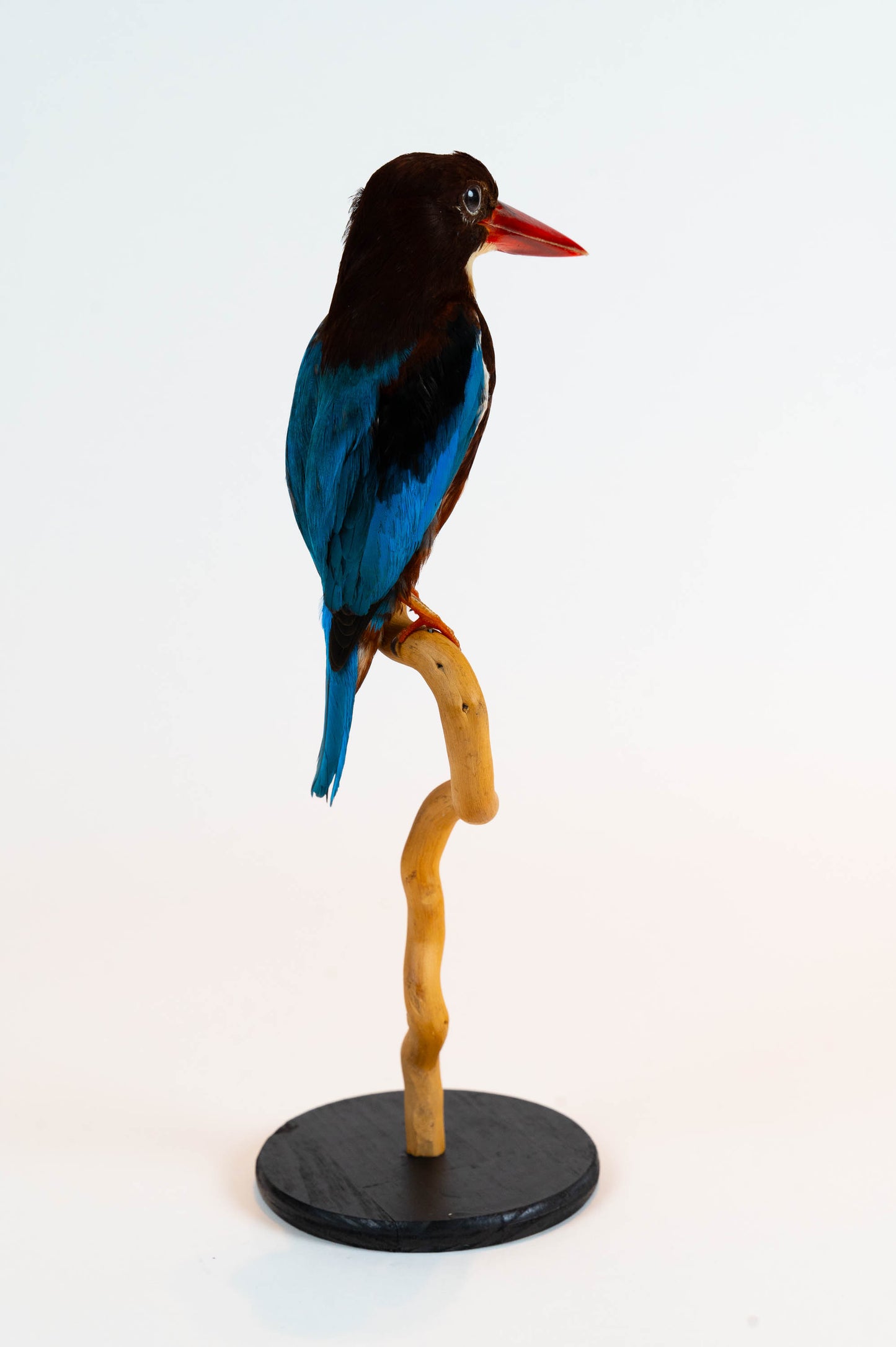 Kingfisher Taxidermy Stand Mount For Sale