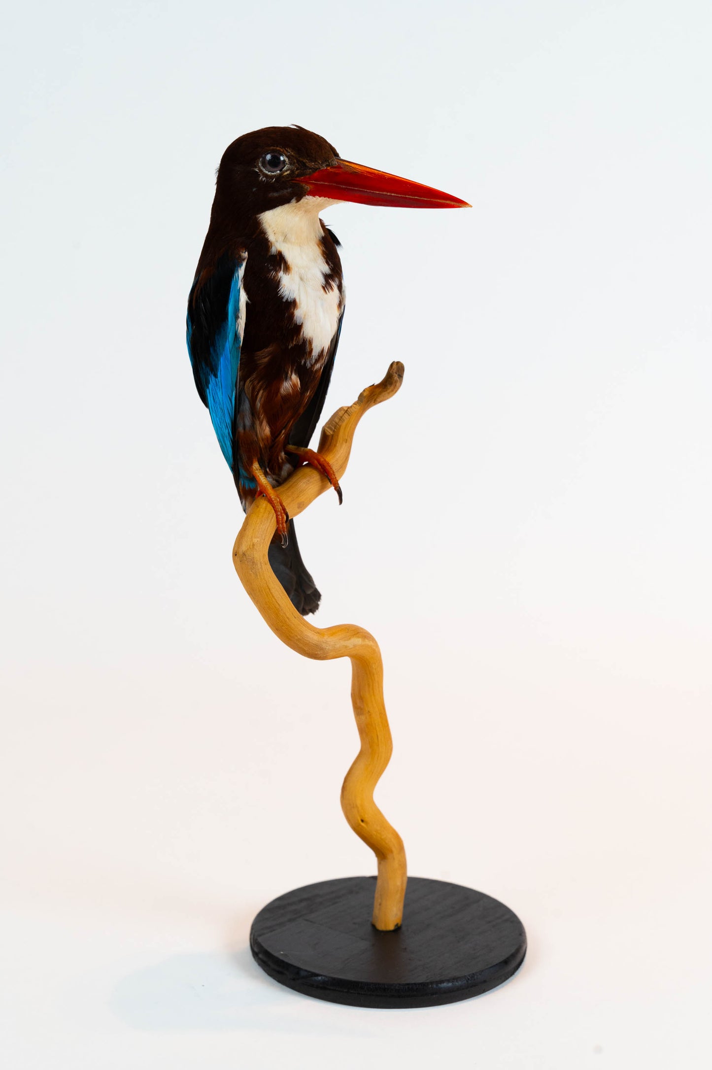 Kingfisher Taxidermy Stand Mount For Sale