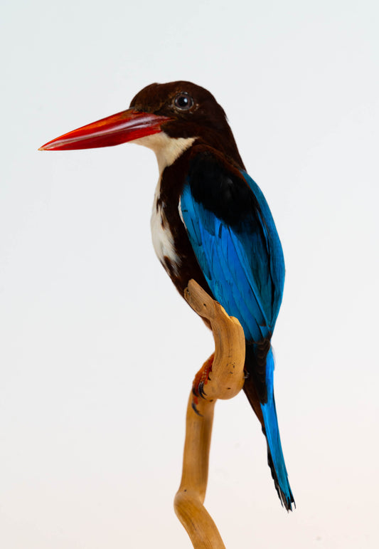 Kingfisher Taxidermy Stand Mount For Sale