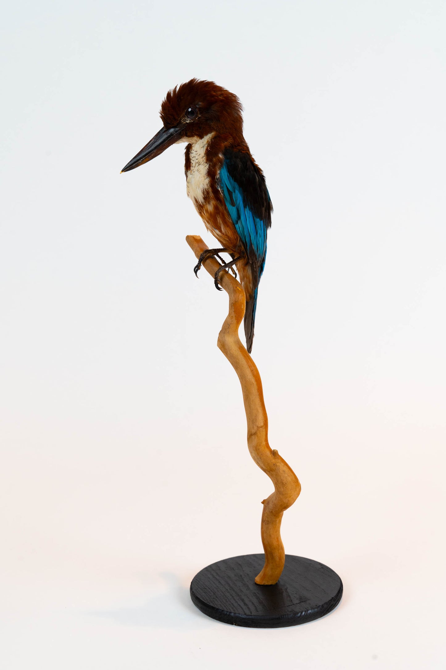 Kingfisher Taxidermy Stand Mount For Sale