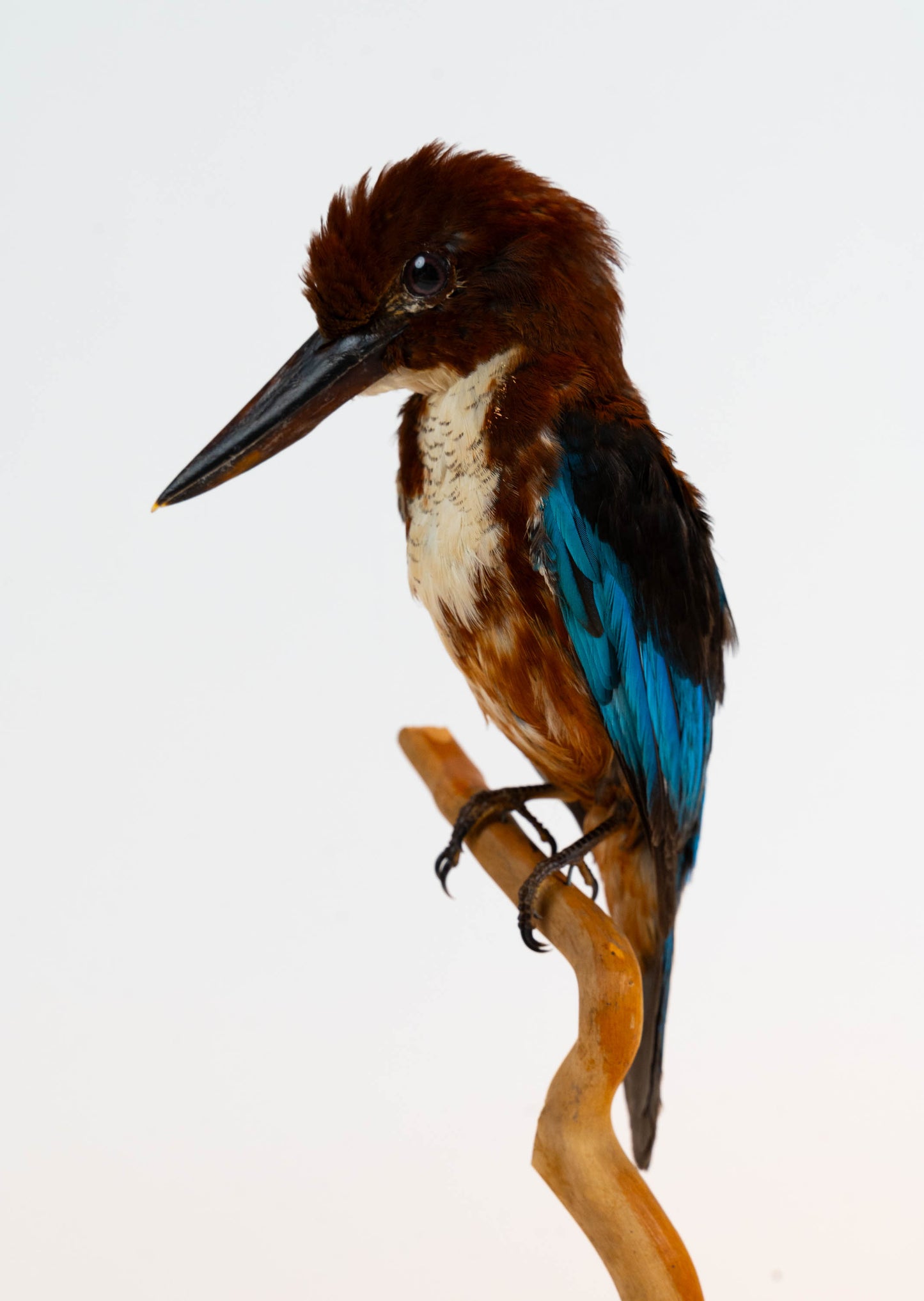 Kingfisher Taxidermy Stand Mount For Sale