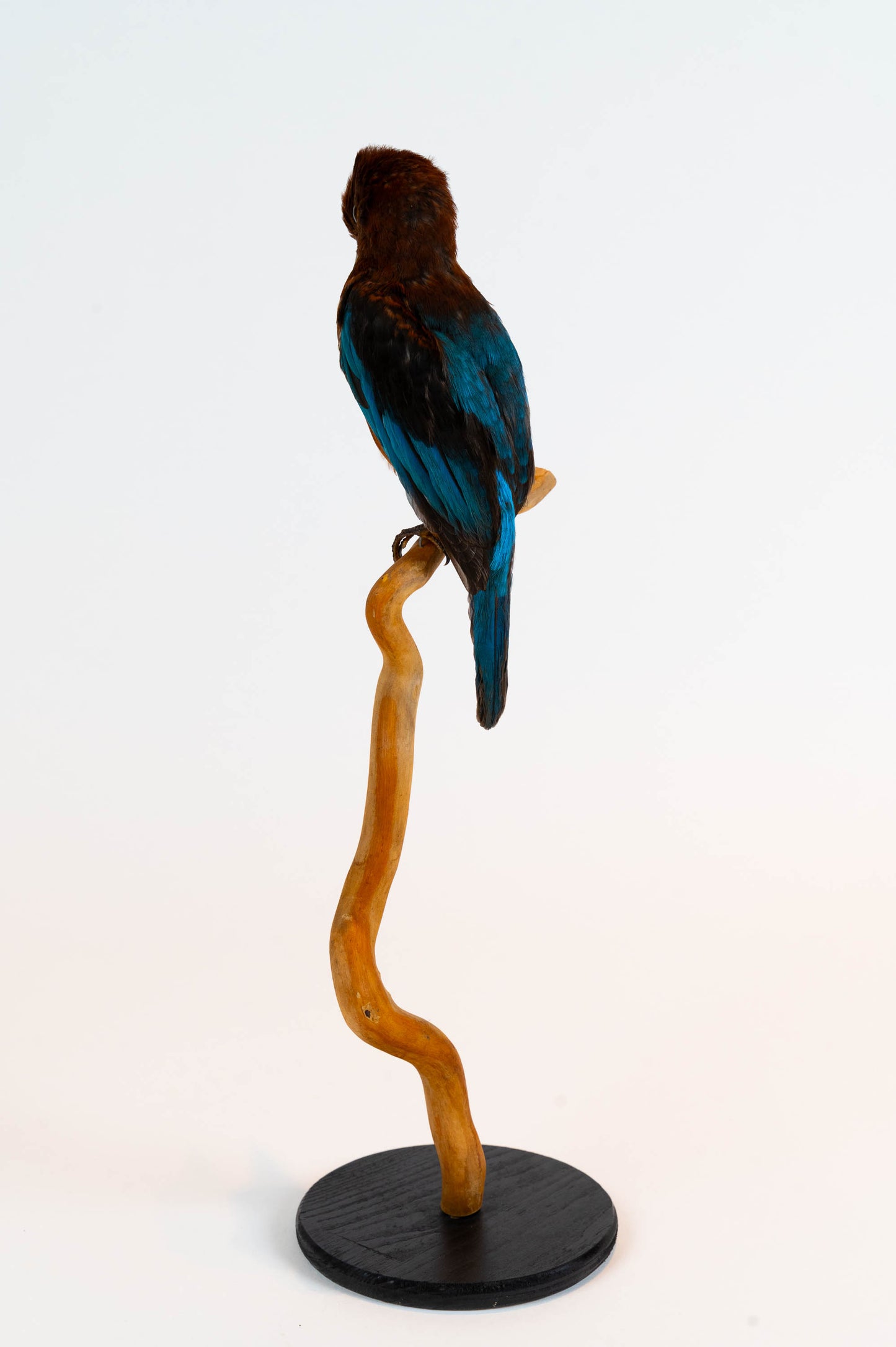 Kingfisher Taxidermy Stand Mount For Sale