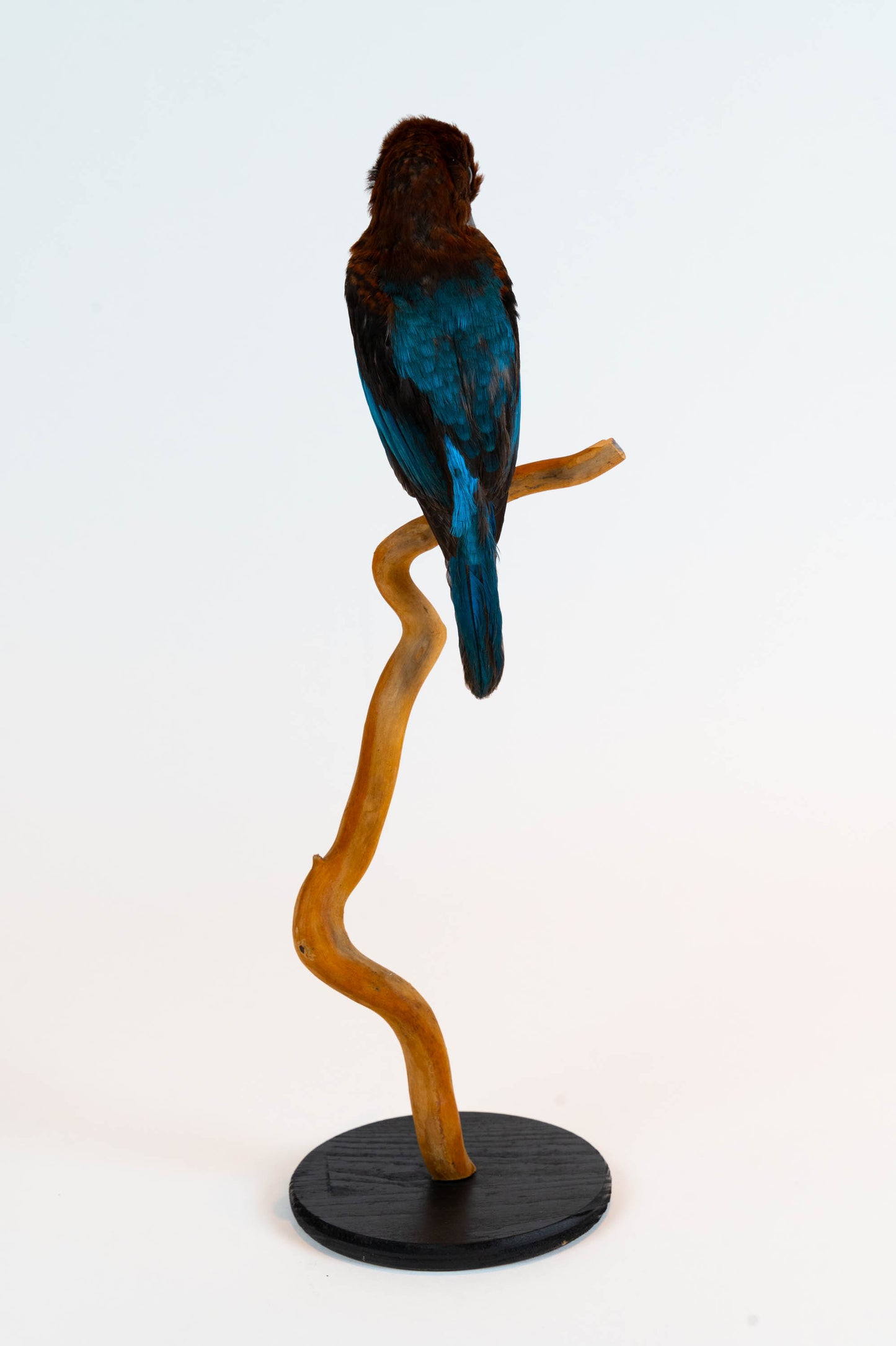 Kingfisher Taxidermy Stand Mount For Sale