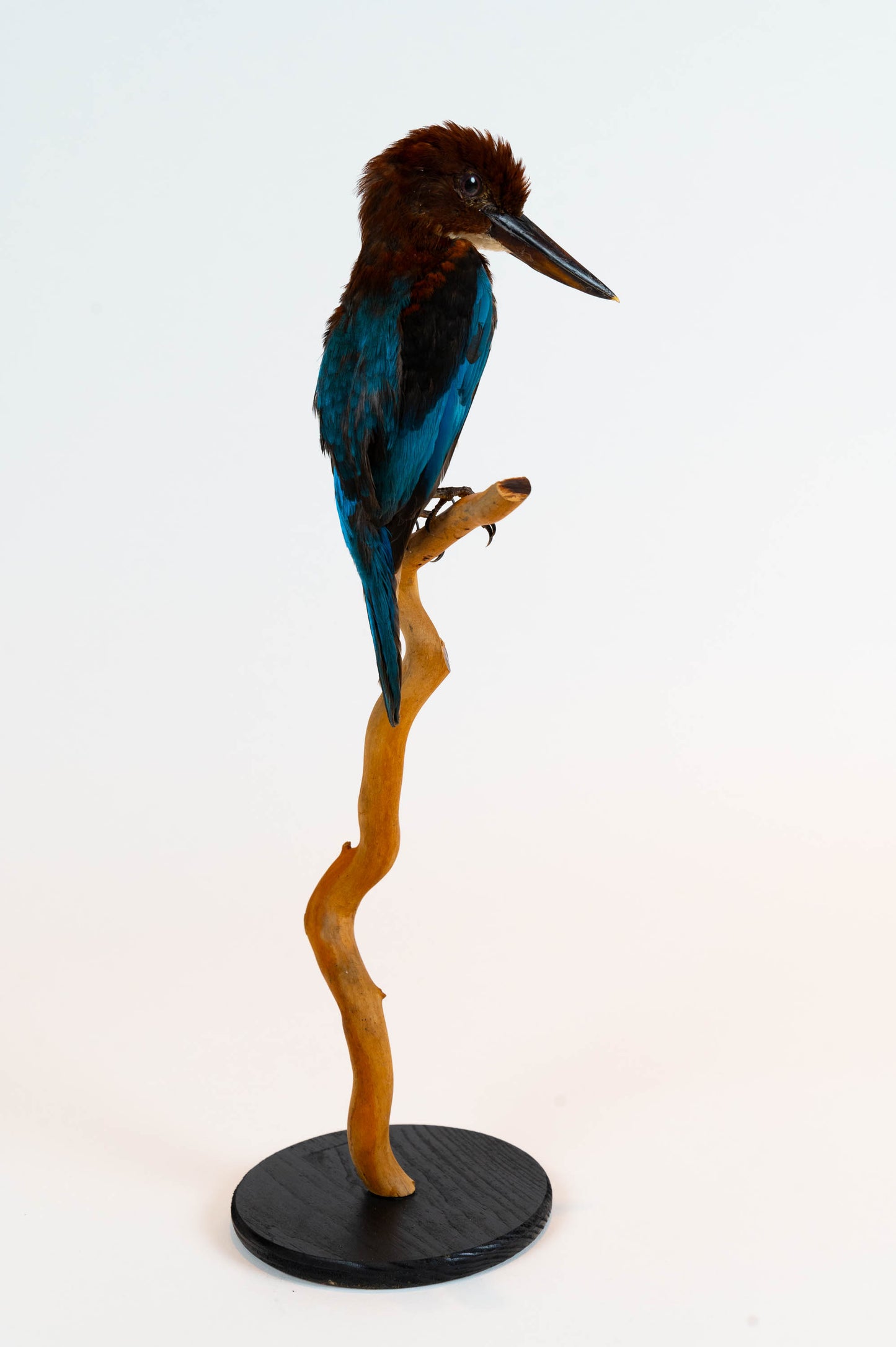 Kingfisher Taxidermy Stand Mount For Sale