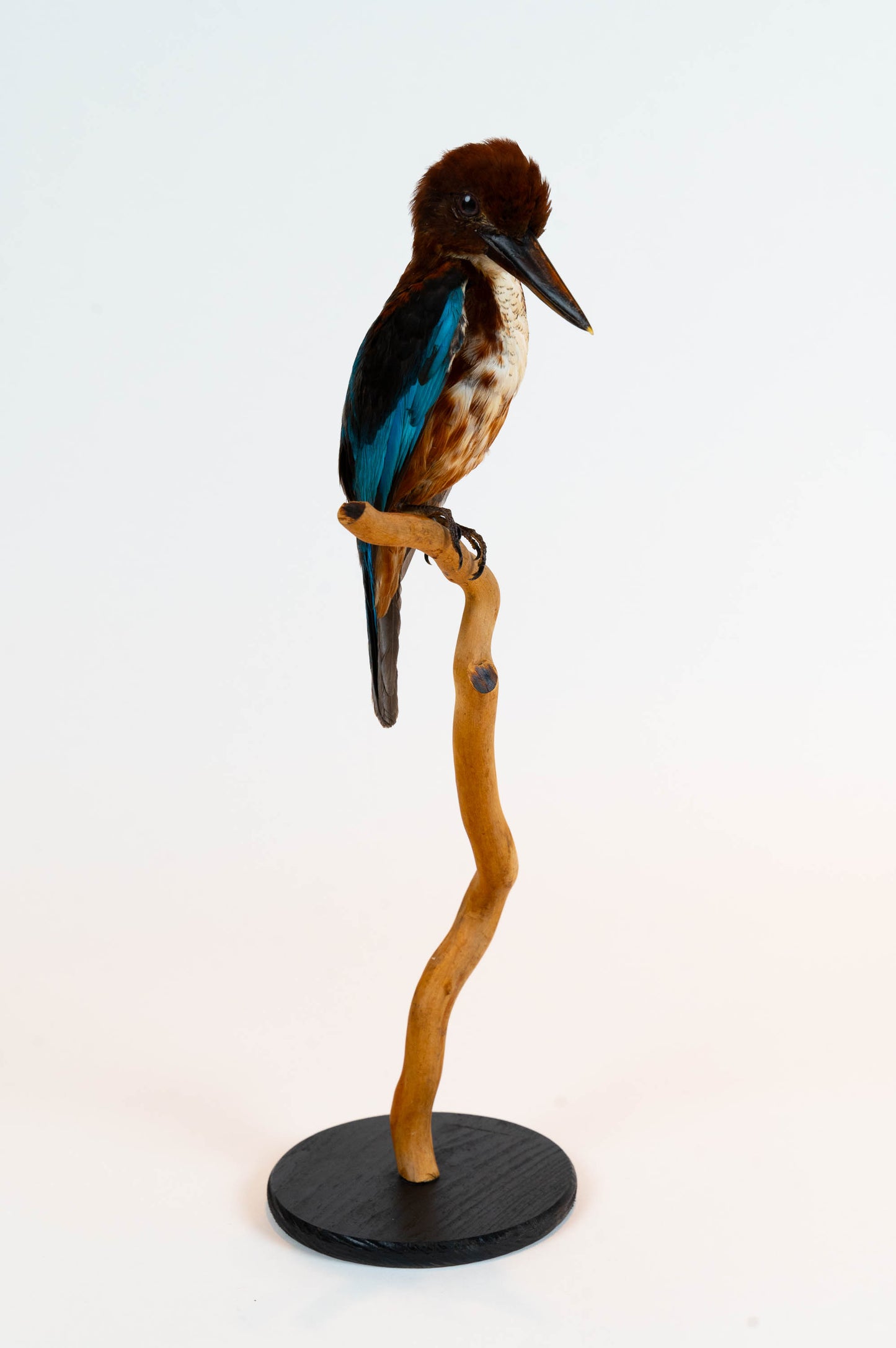 Kingfisher Taxidermy Stand Mount For Sale