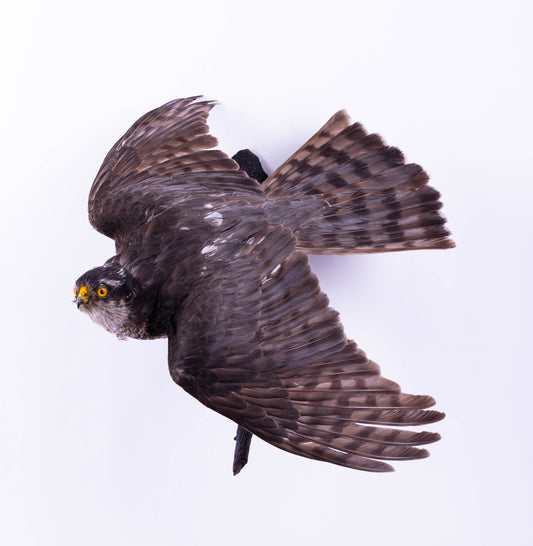 Northern Sparrowhawk Taxidermy Wall Mount Open Wings
