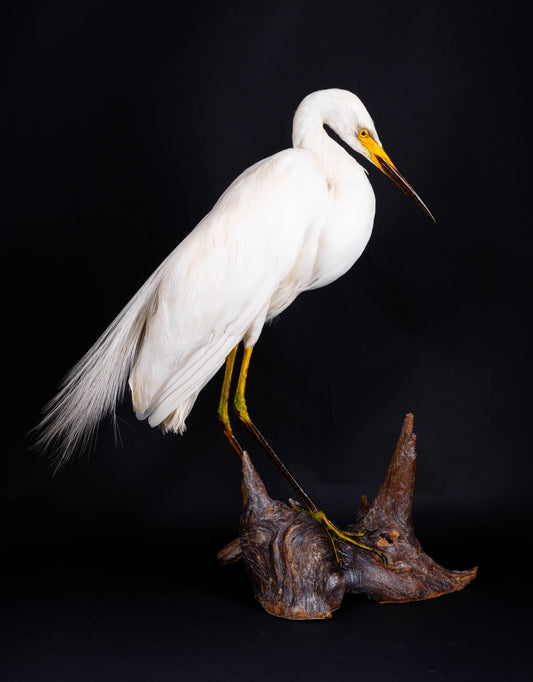 Great Egret Taxidermy Standing Mount For Sale