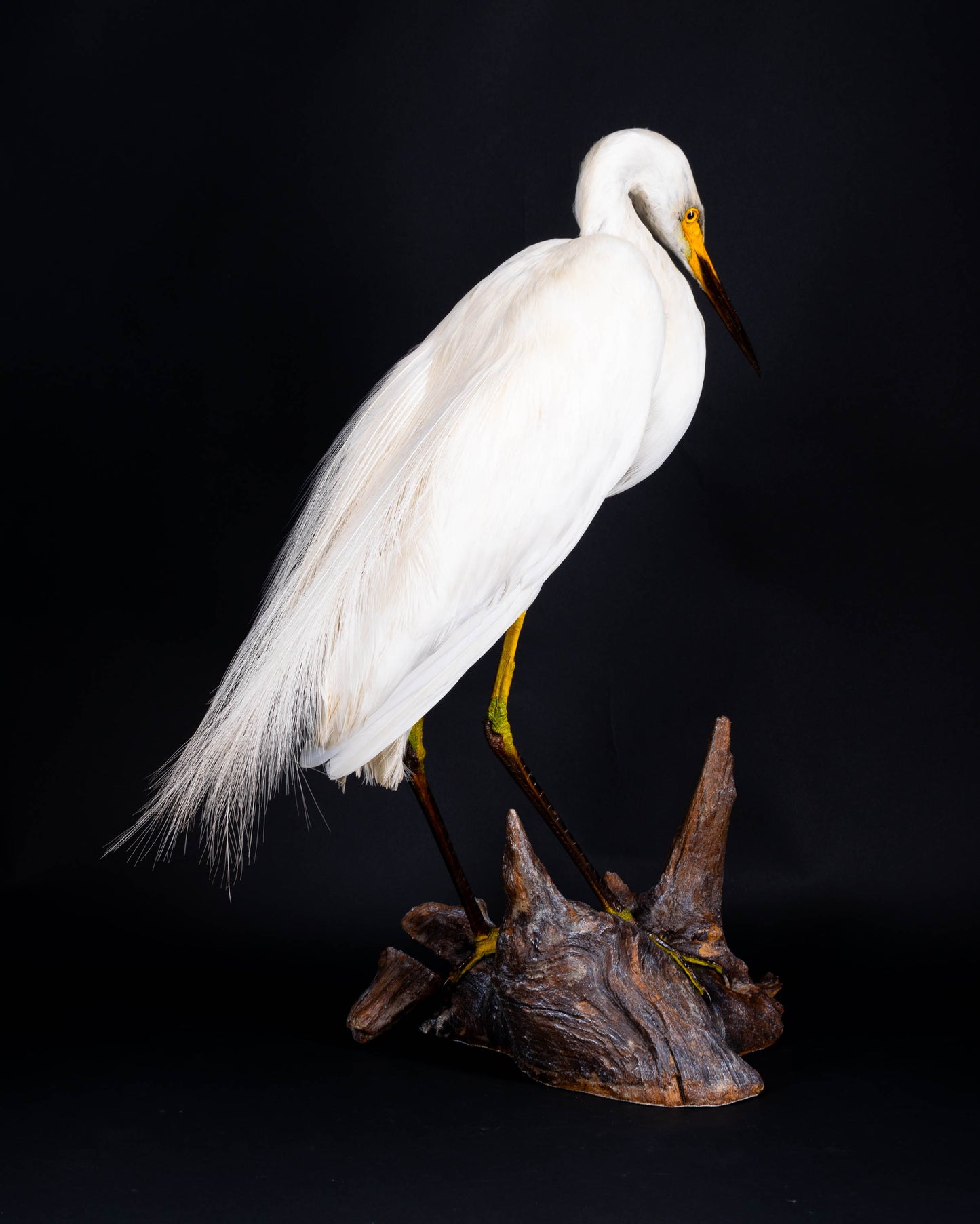Great Egret Taxidermy Standing Mount For Sale