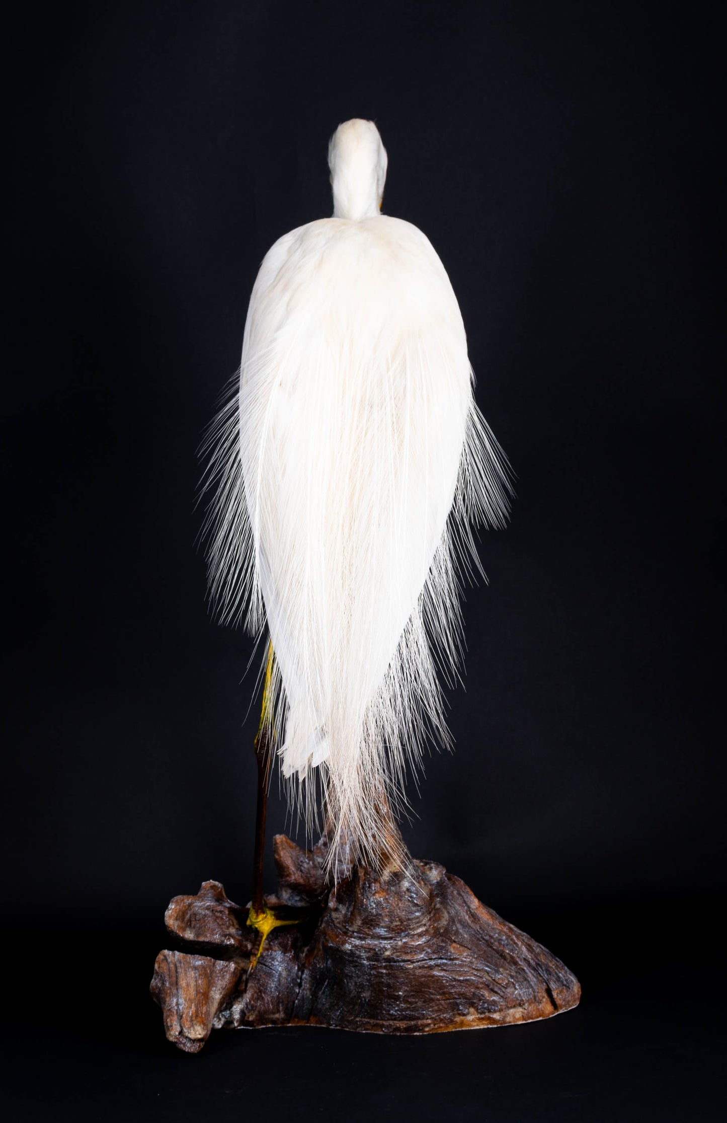 Great Egret Taxidermy Standing Mount For Sale