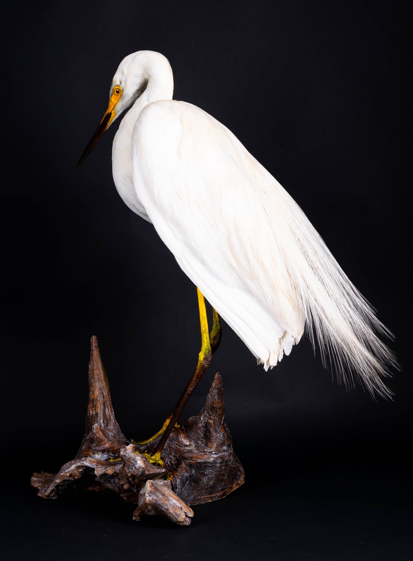 Great Egret Taxidermy Standing Mount For Sale
