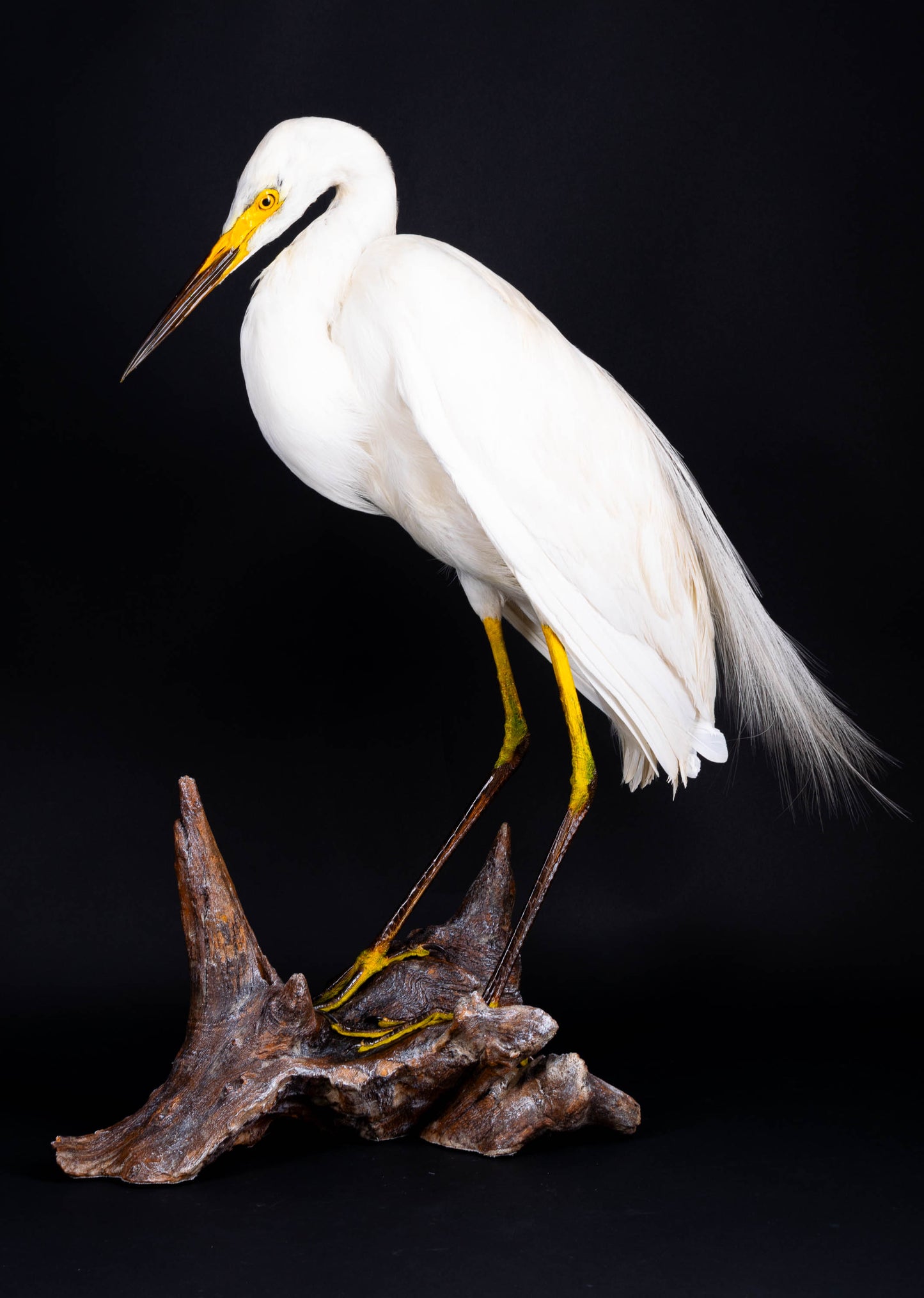 Great Egret Taxidermy Standing Mount For Sale