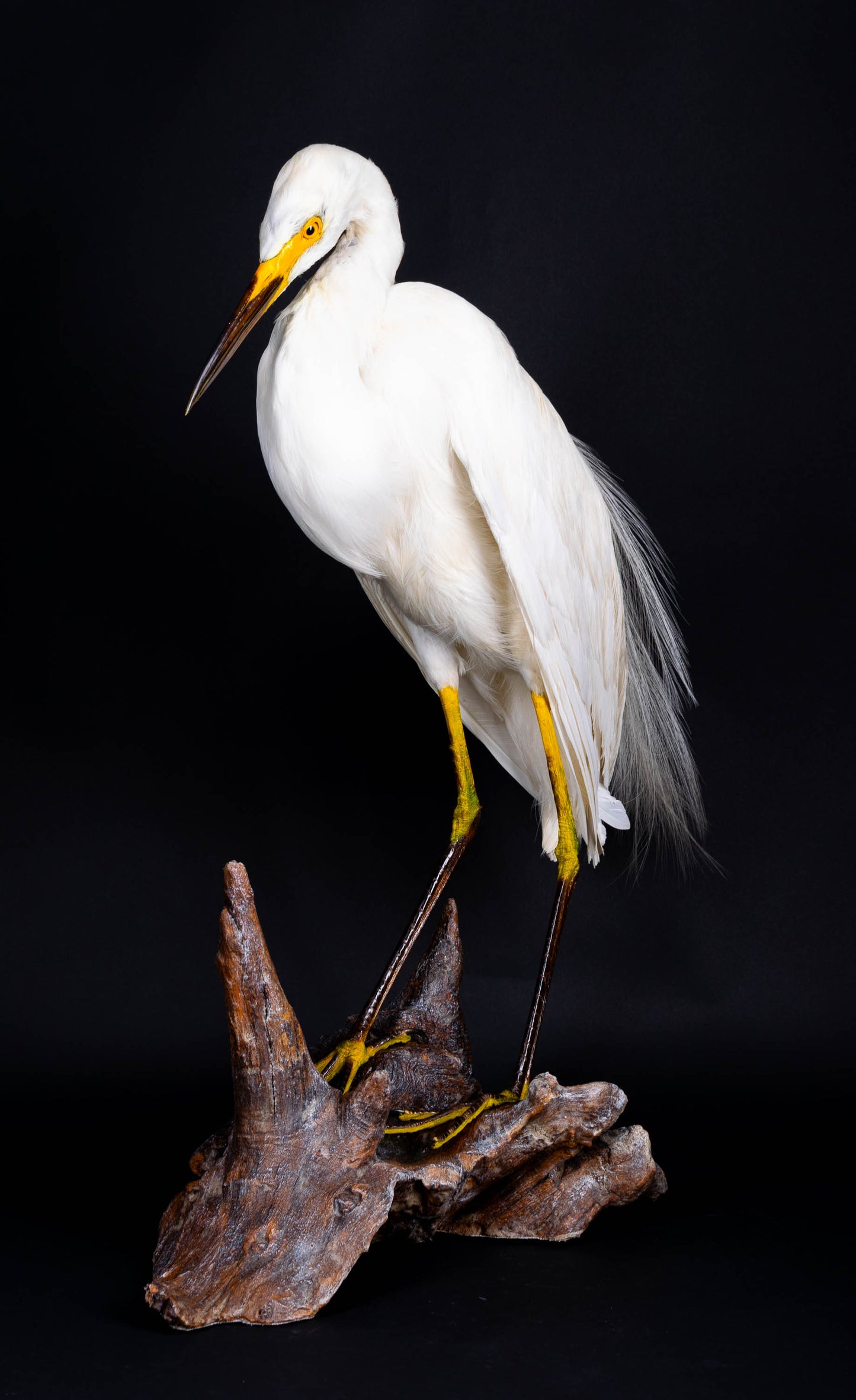 Great Egret Taxidermy Standing Mount For Sale