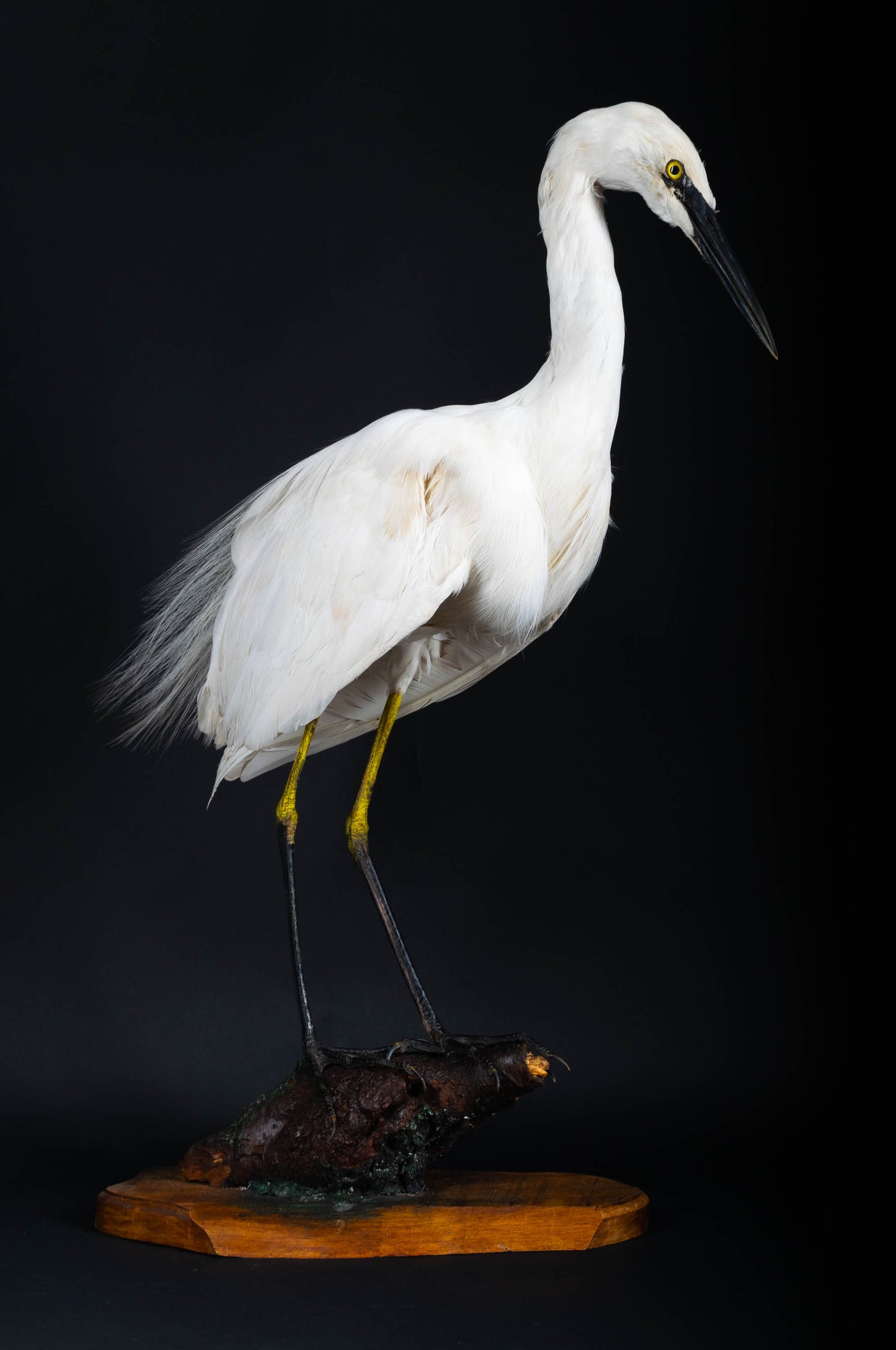 Great Egret Taxidermy Standing Mount For Sale