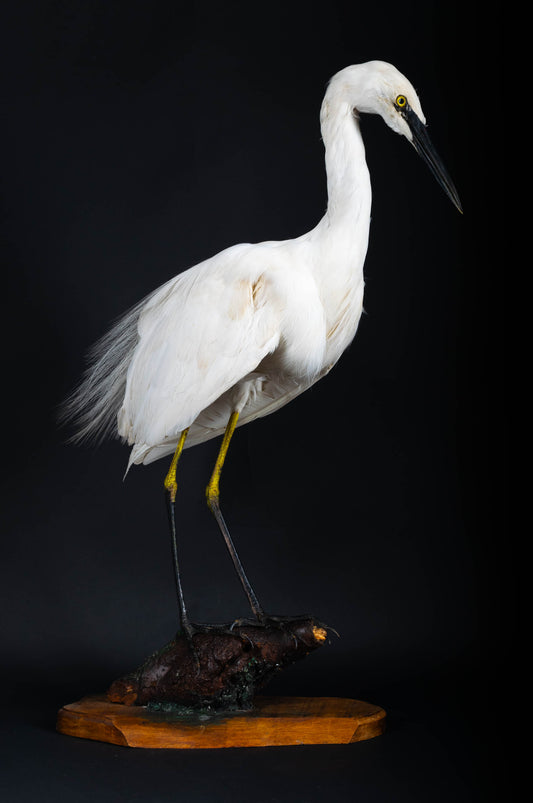 Great Egret Taxidermy Standing Mount For Sale