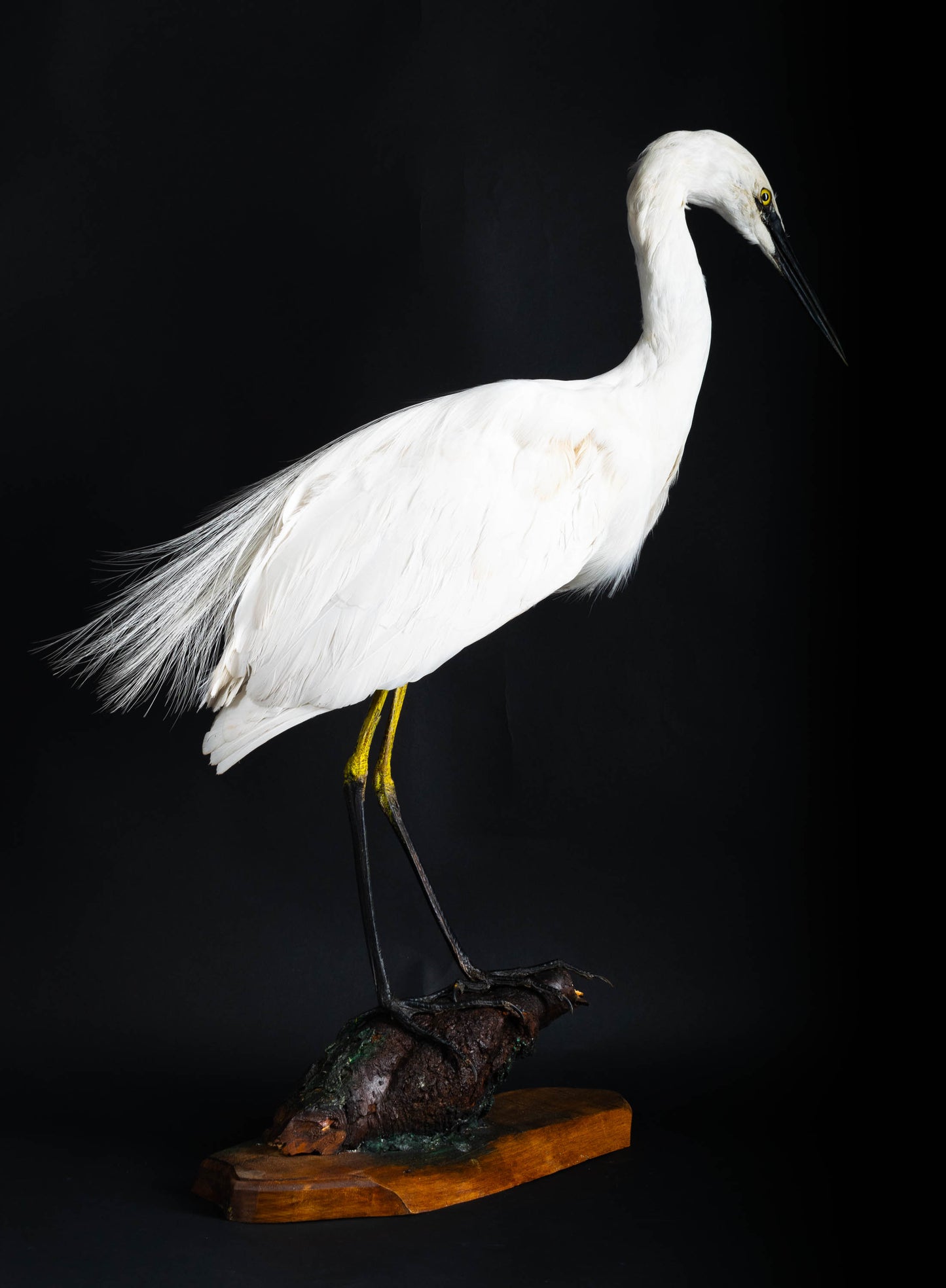 Great Egret Taxidermy Standing Mount For Sale