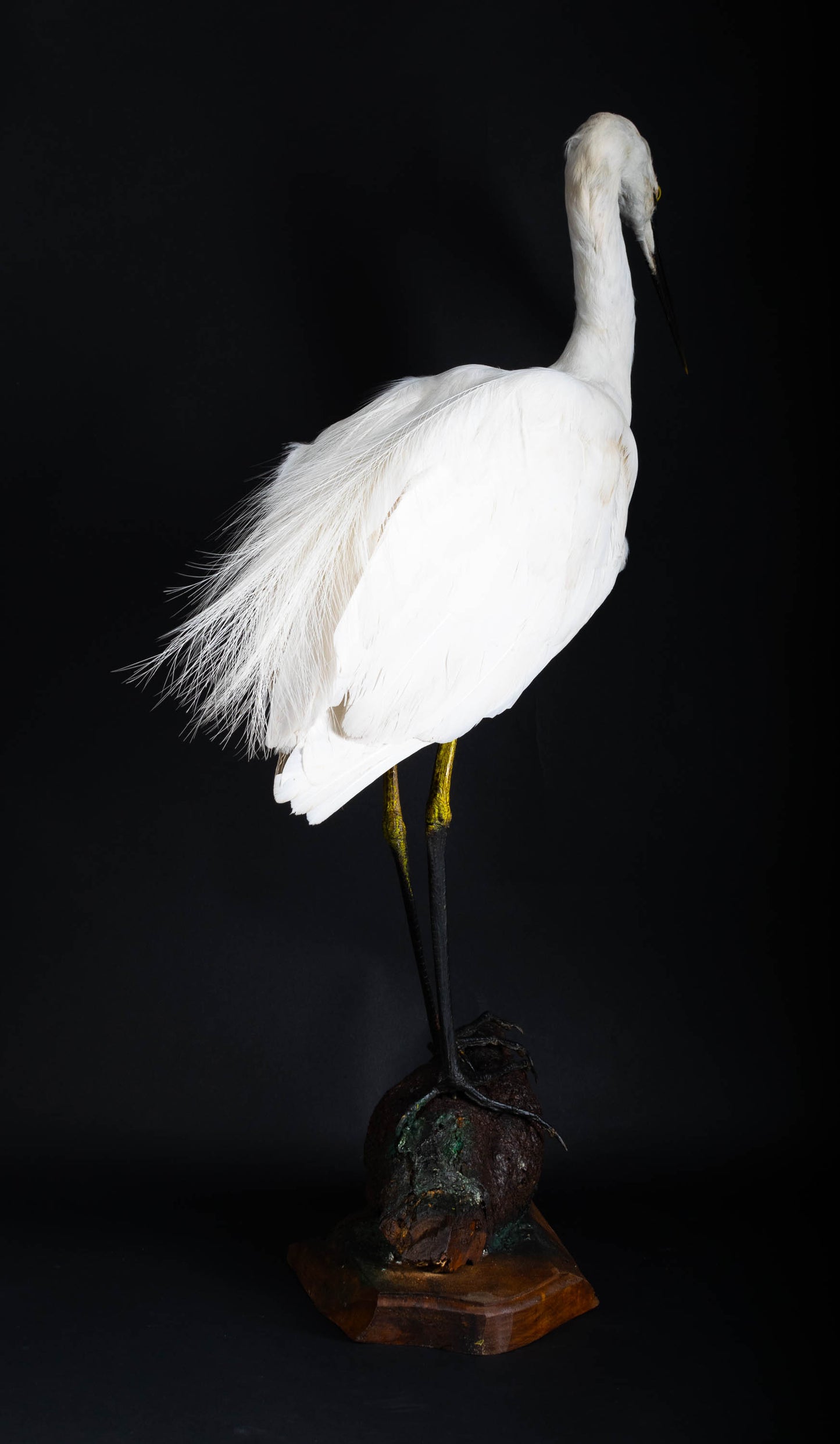 Great Egret Taxidermy Standing Mount For Sale