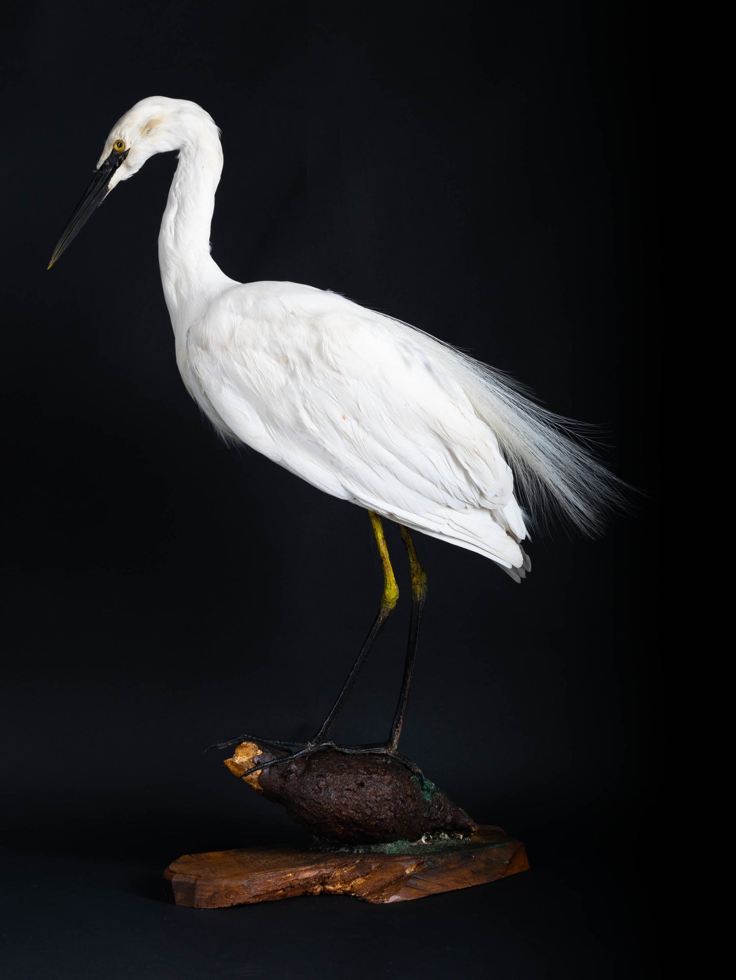 Great Egret Taxidermy Standing Mount For Sale