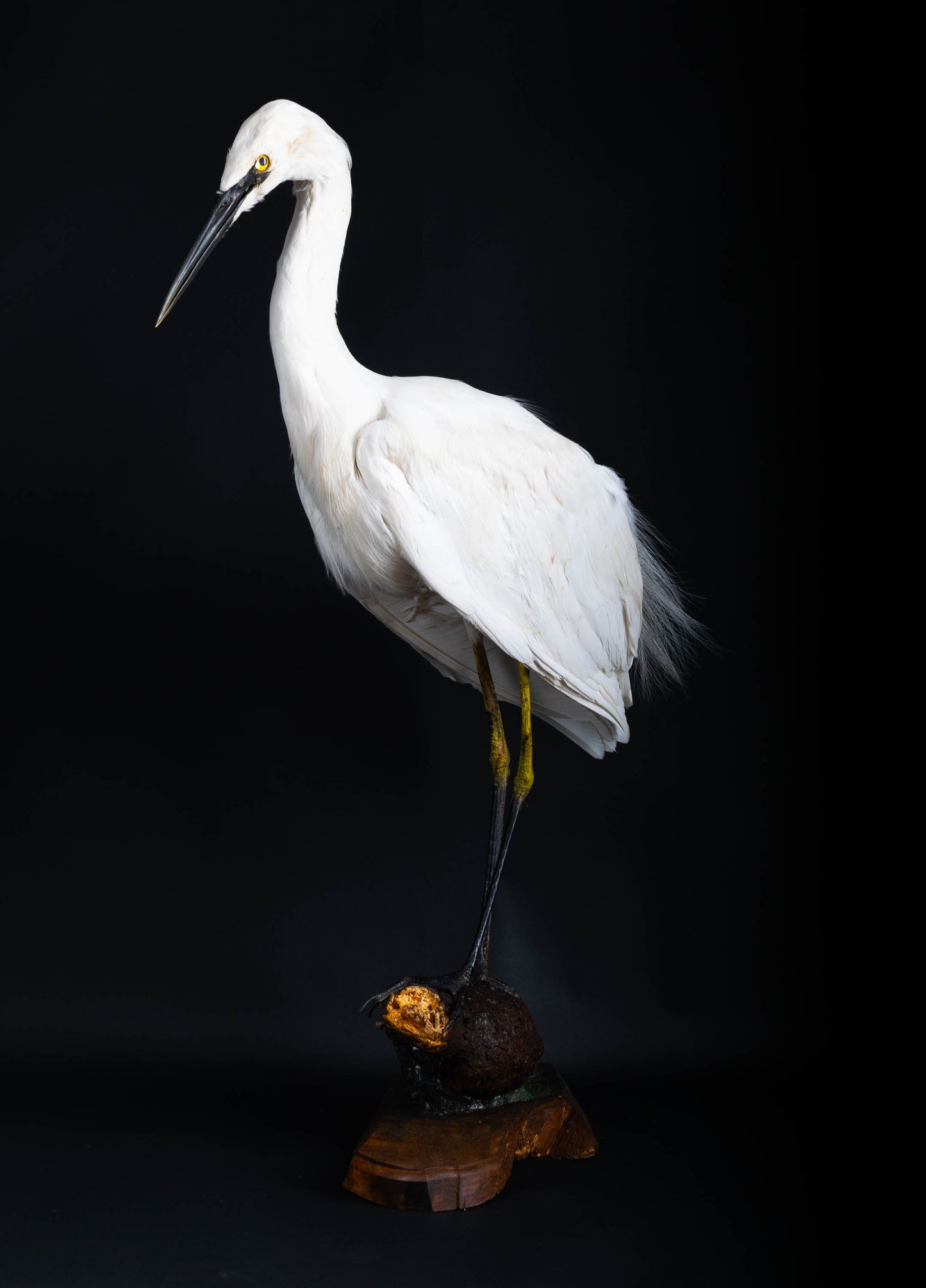 Great Egret Taxidermy Standing Mount For Sale