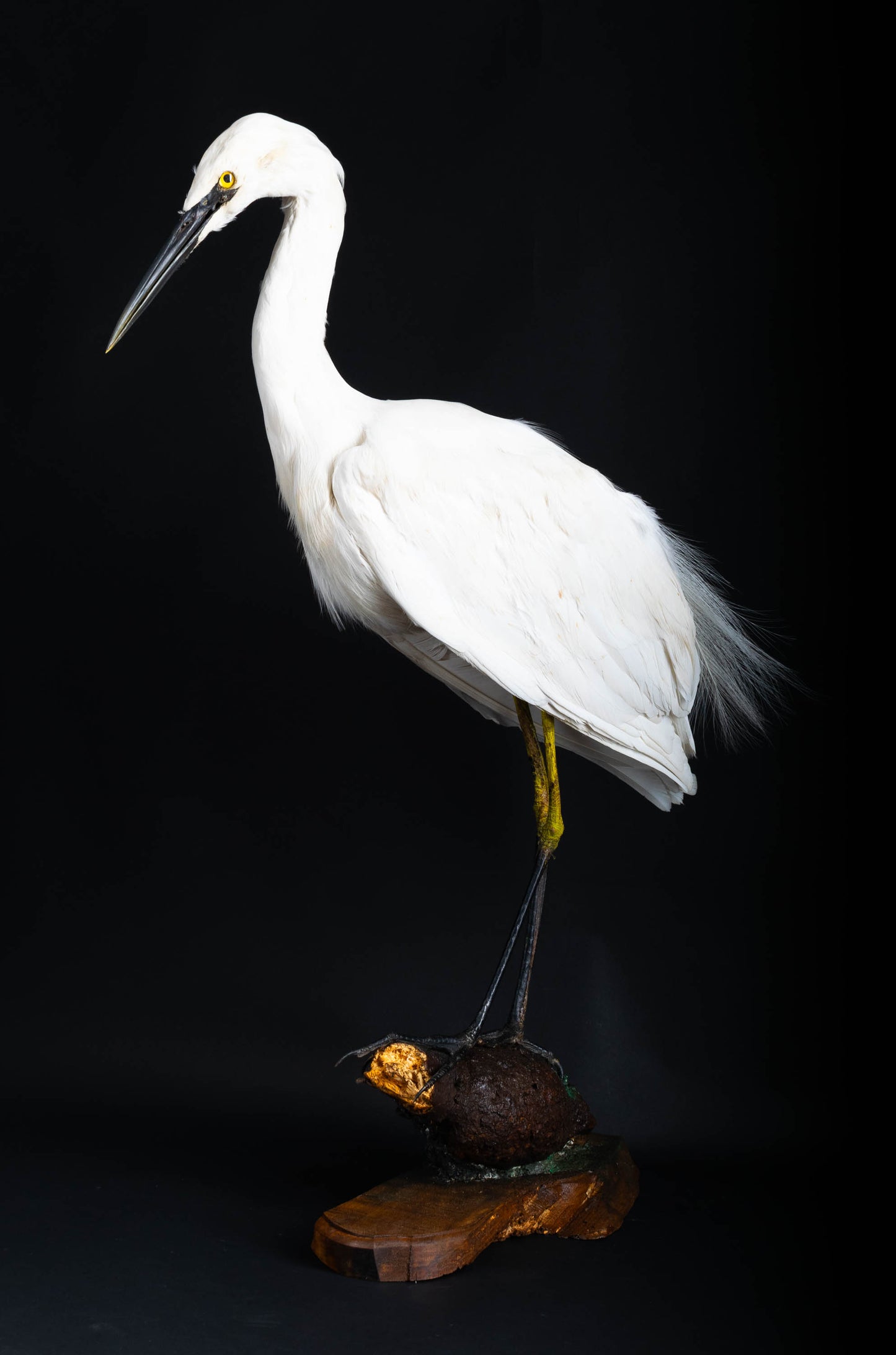Great Egret Taxidermy Standing Mount For Sale