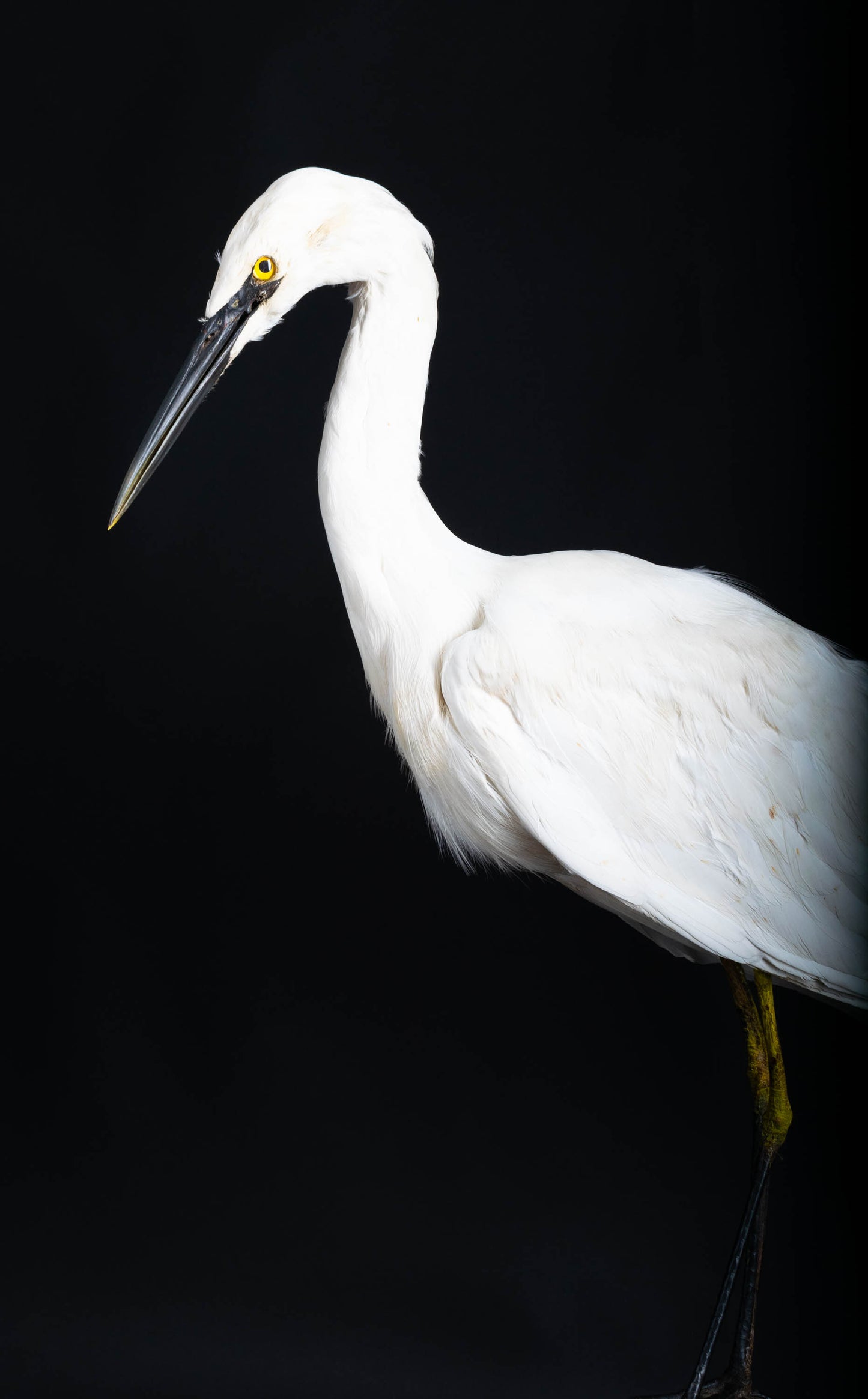 Great Egret Taxidermy Standing Mount For Sale